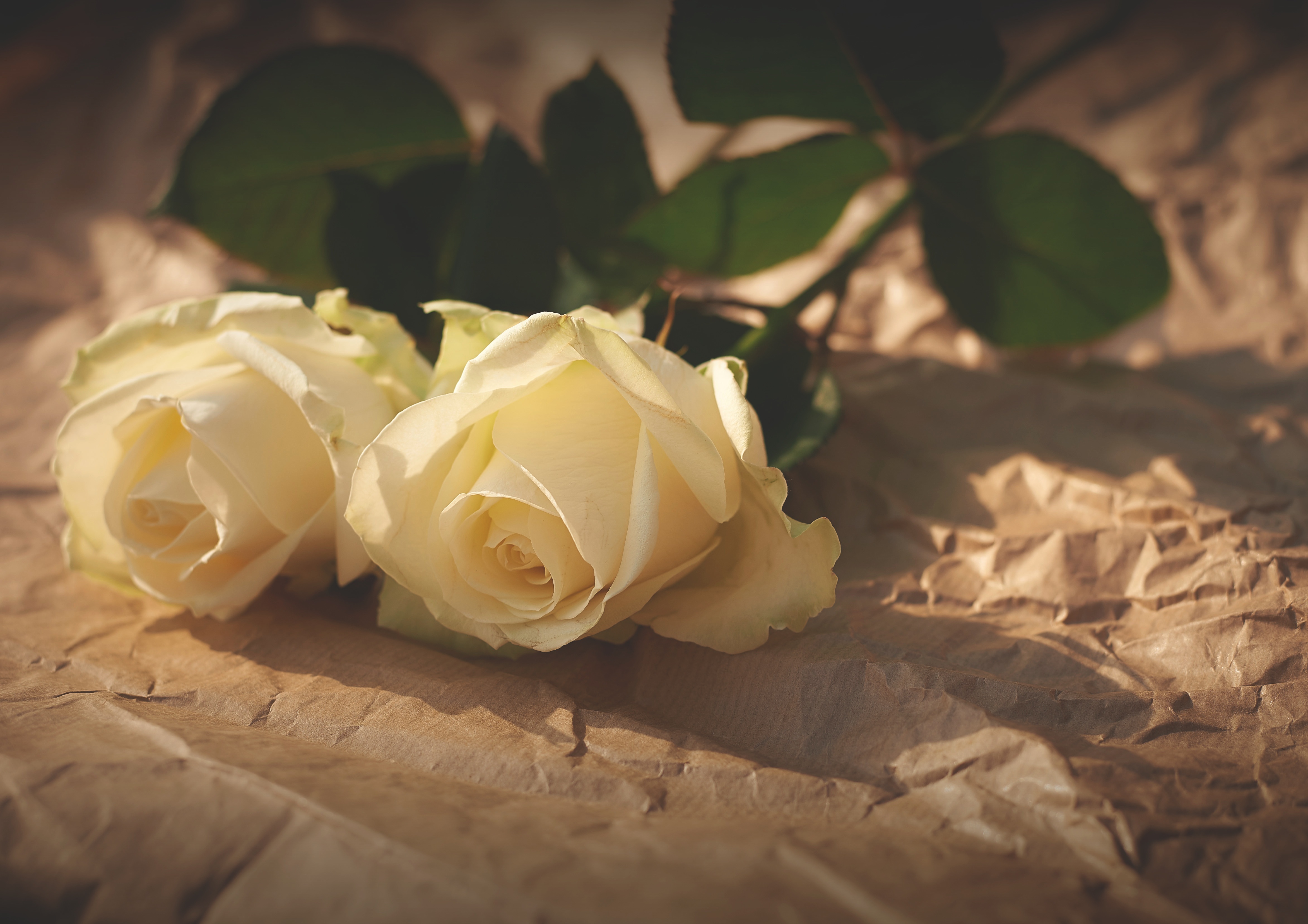 Download mobile wallpaper Pair, Paper, Shadow, Flowers, Roses, Couple for free.
