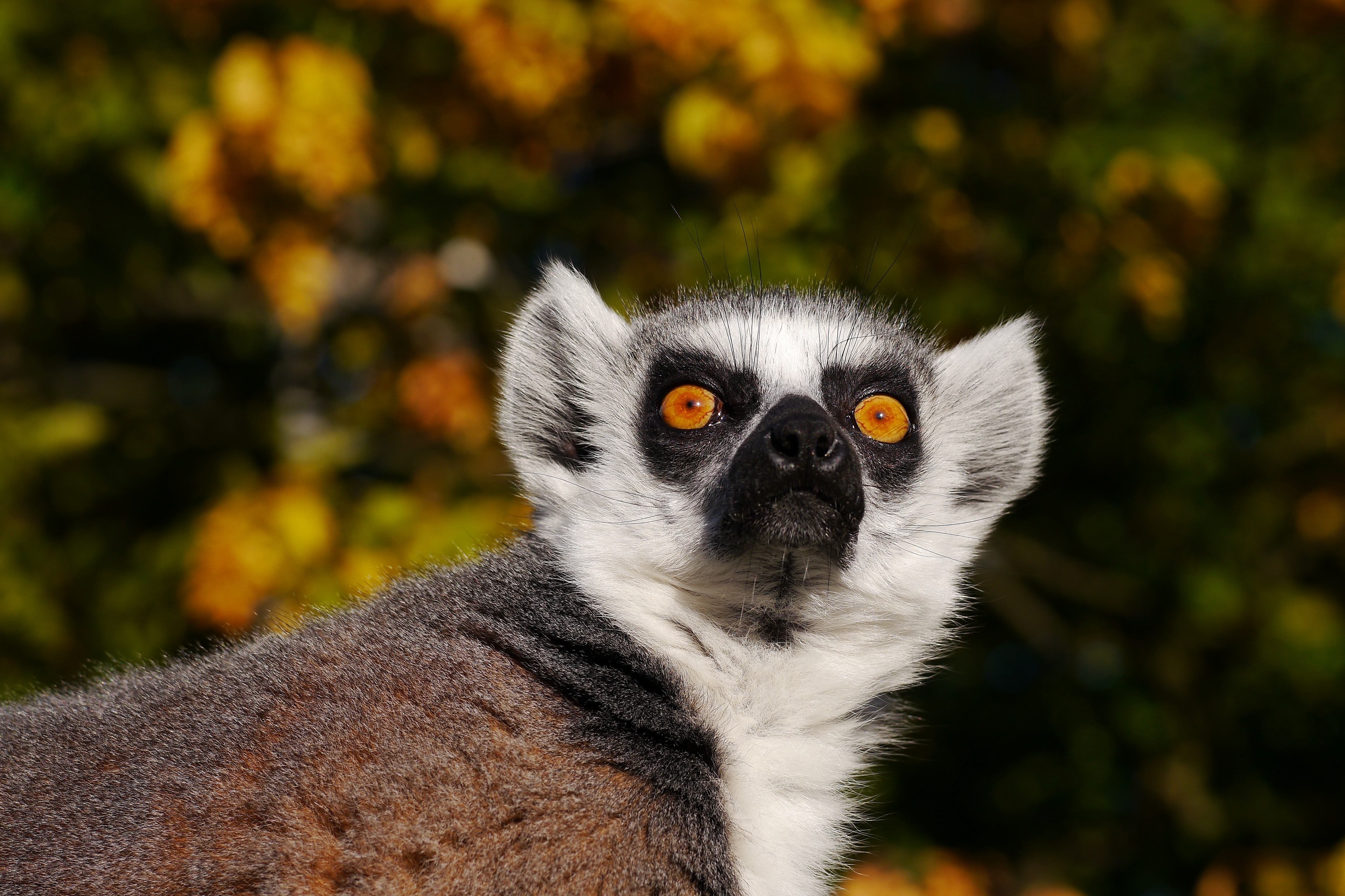 510550 Hintergrundbilder und Lemur Bilder auf dem Desktop. Laden Sie  Bildschirmschoner kostenlos auf den PC herunter