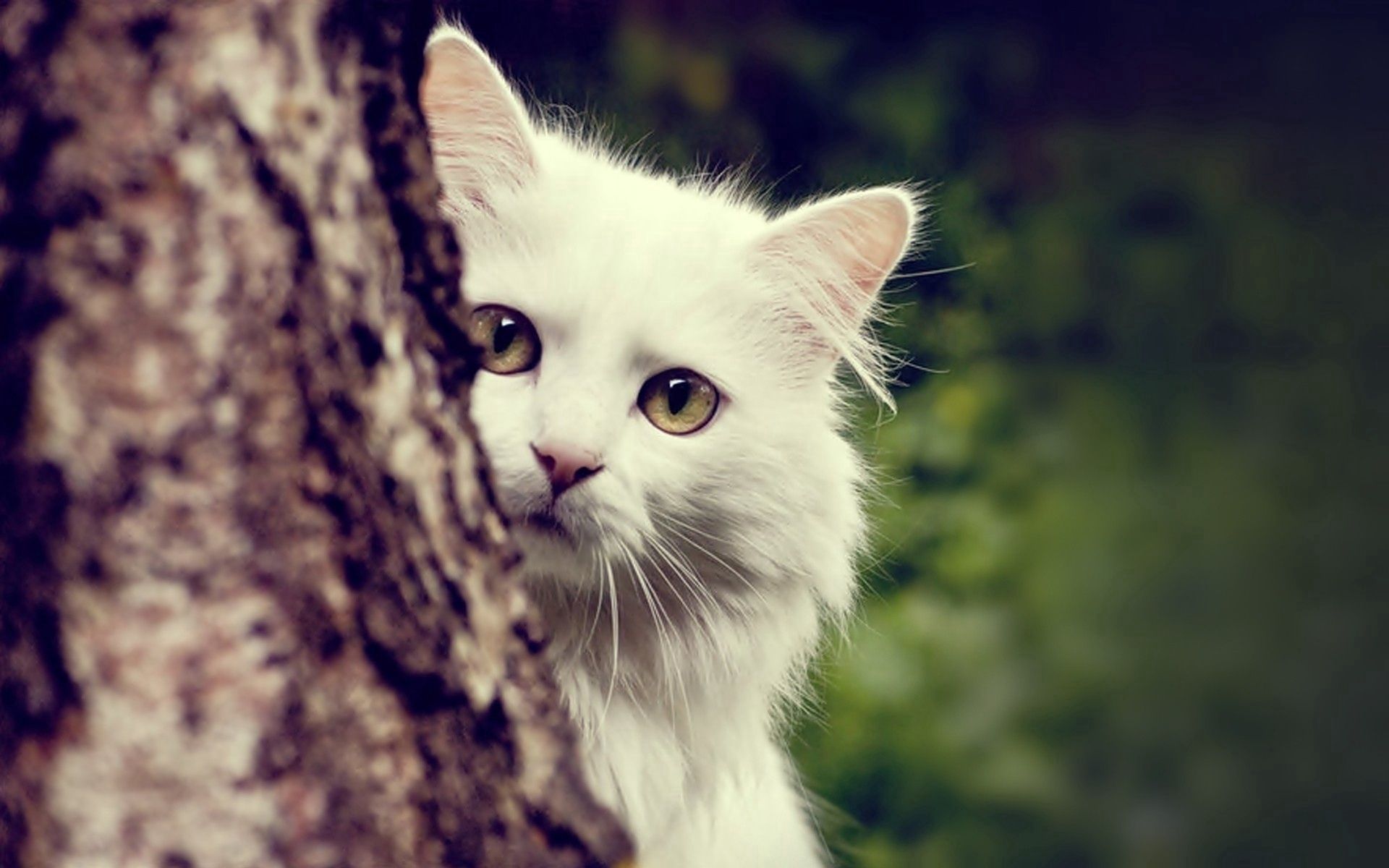 animals, white, wood, cat, fluffy, tree, peek out, look out