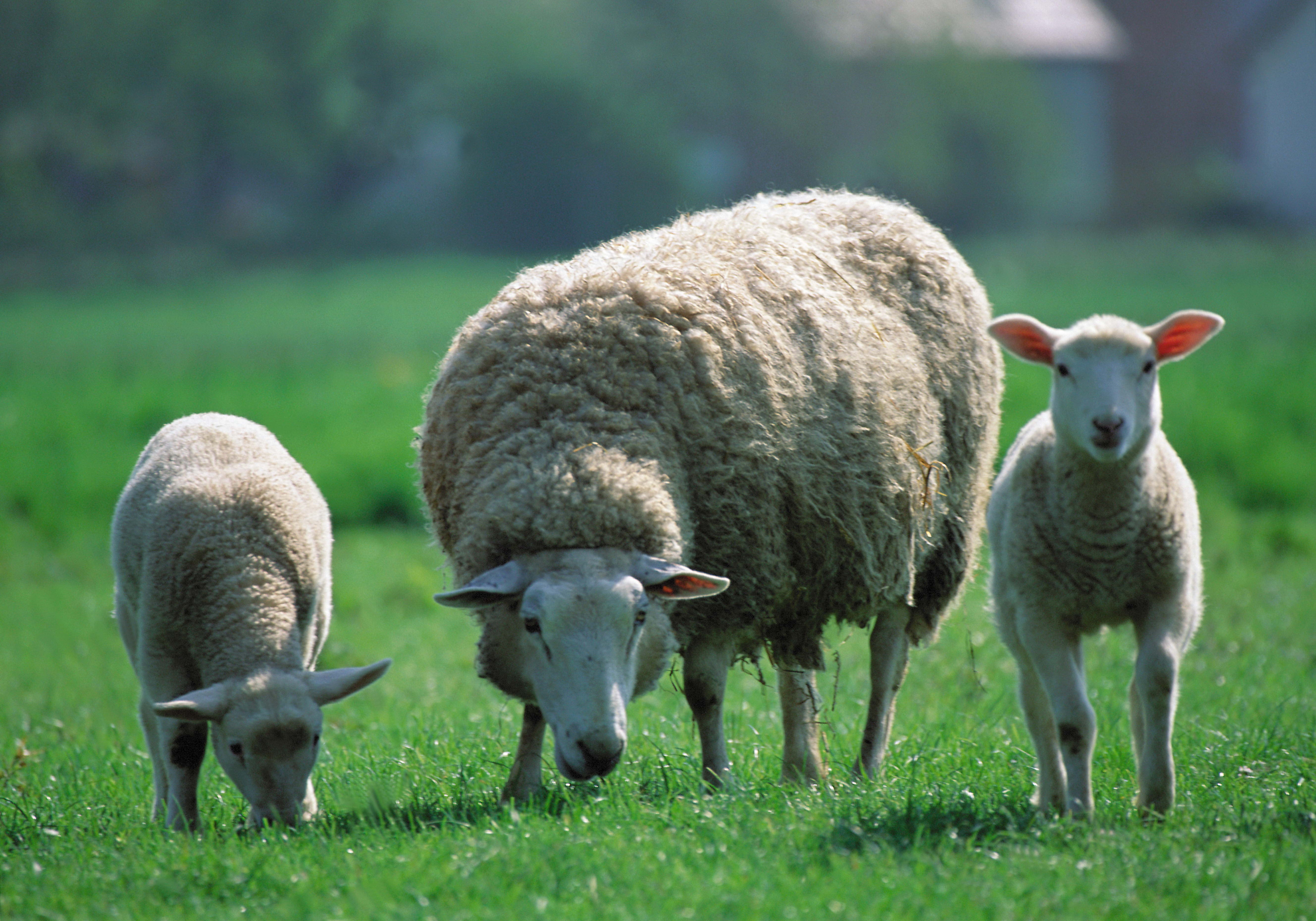 95654 descargar fondo de pantalla ovejas, animales, niños, tres, oveja, pastar, pasto: protectores de pantalla e imágenes gratis