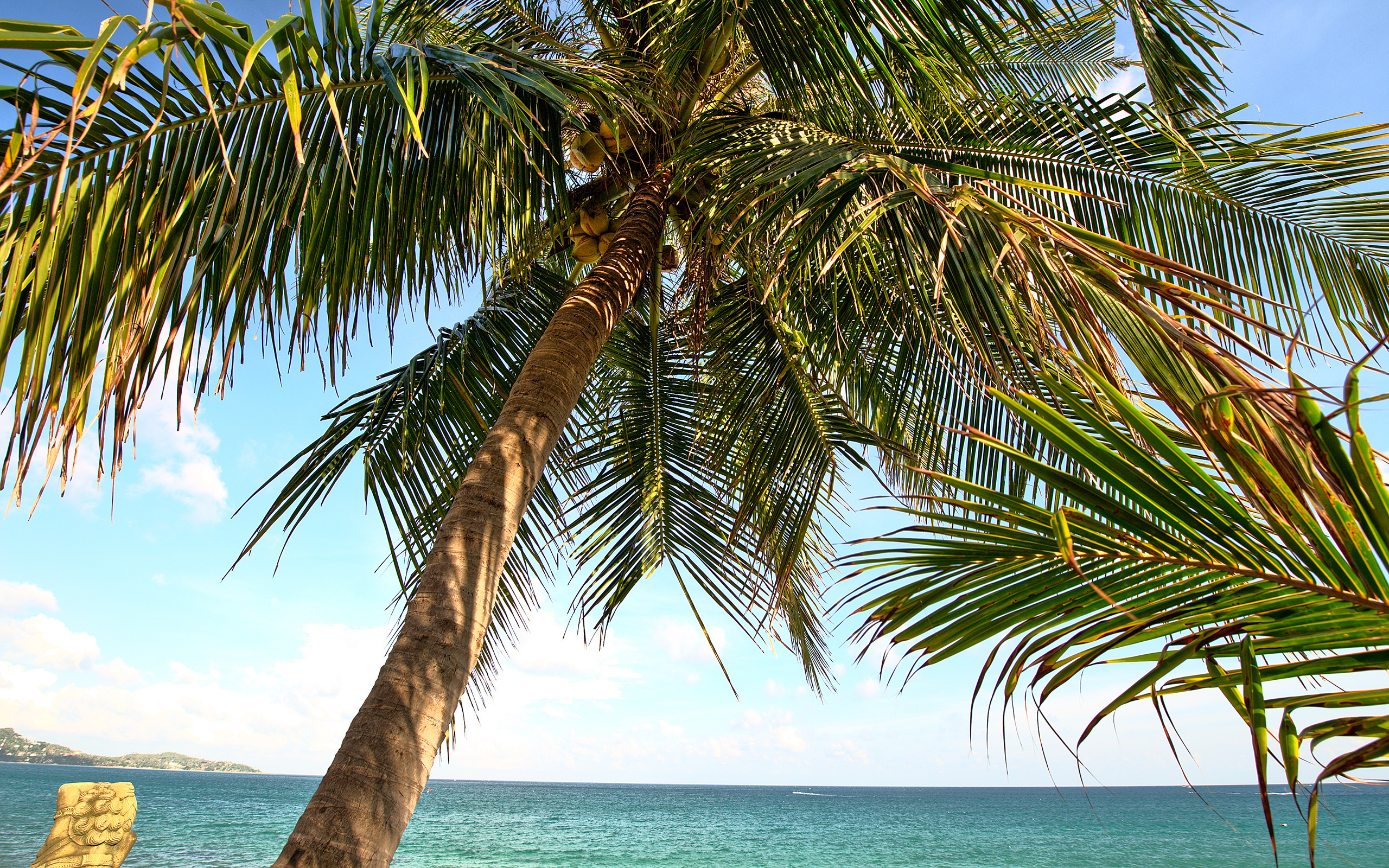 Фото пальмы и море в хорошем качестве