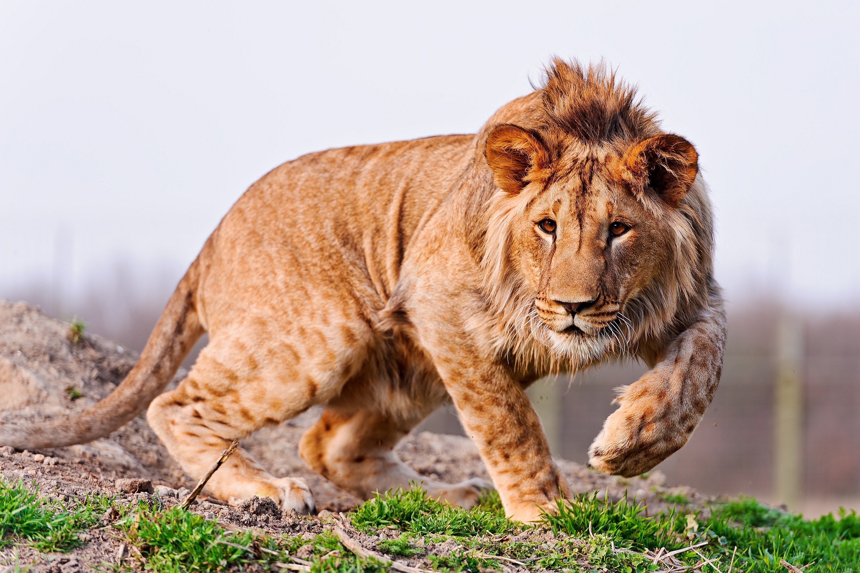 animals, lion, sight, opinion, stroll, hunting, hunt, mindfulness, attentiveness