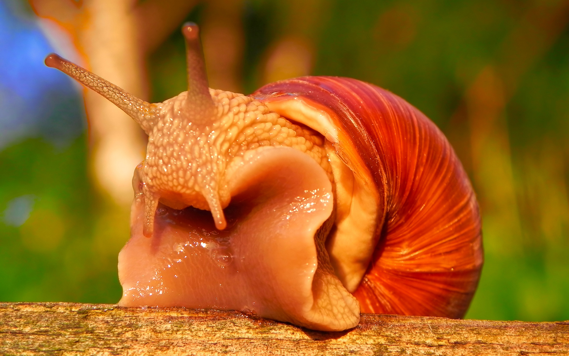 snail, animal Phone Background