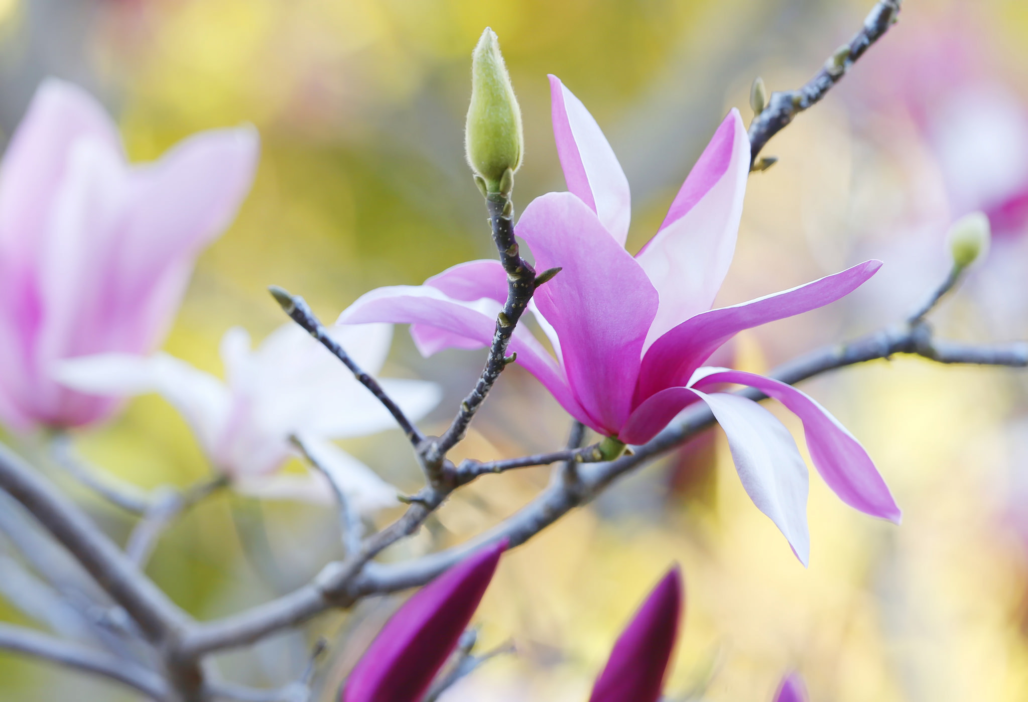 Download mobile wallpaper Magnolia, Petals, Flowers, Branch for free.