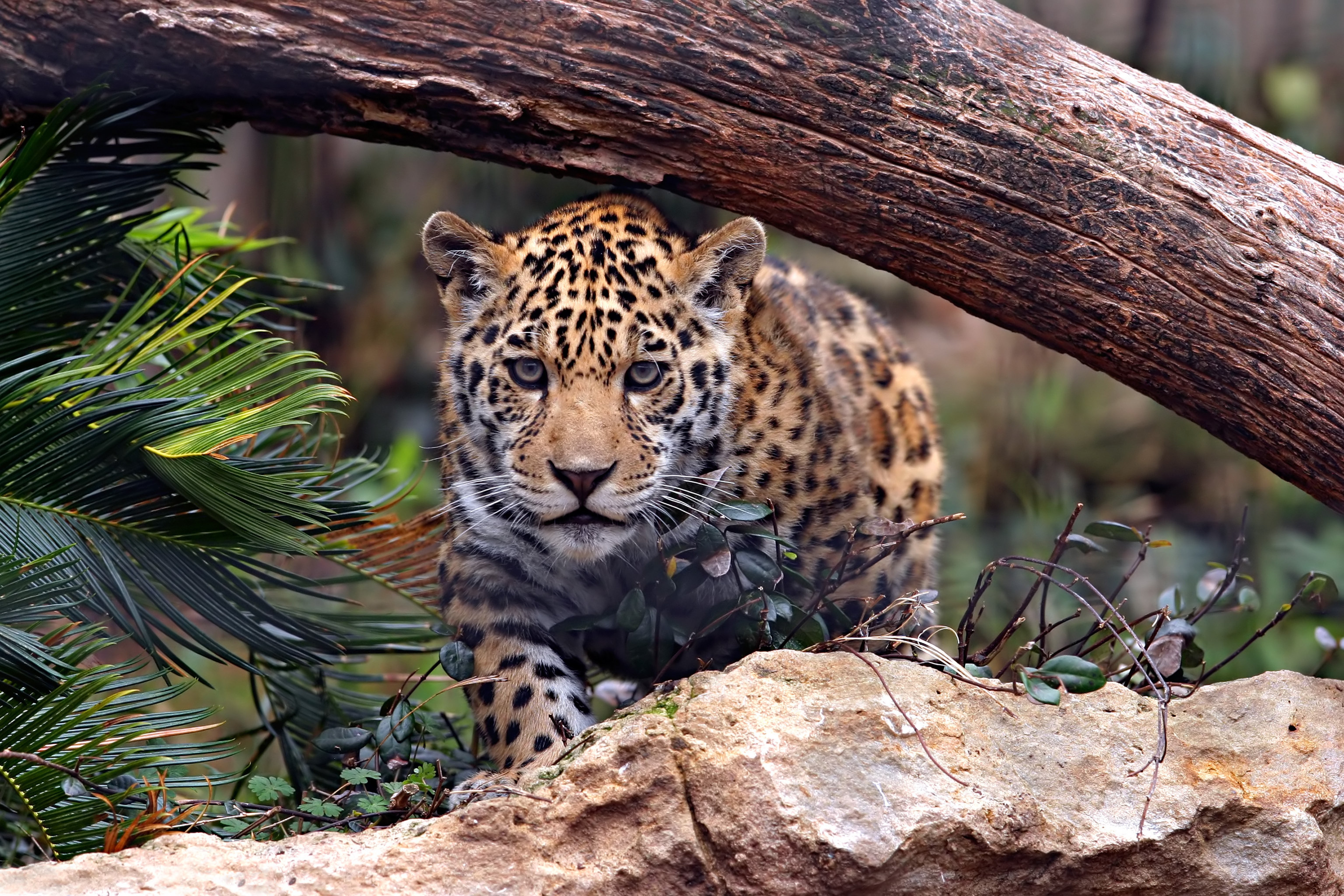 306465 descargar fondo de pantalla jaguar, animales, leopardo, gatos: protectores de pantalla e imágenes gratis