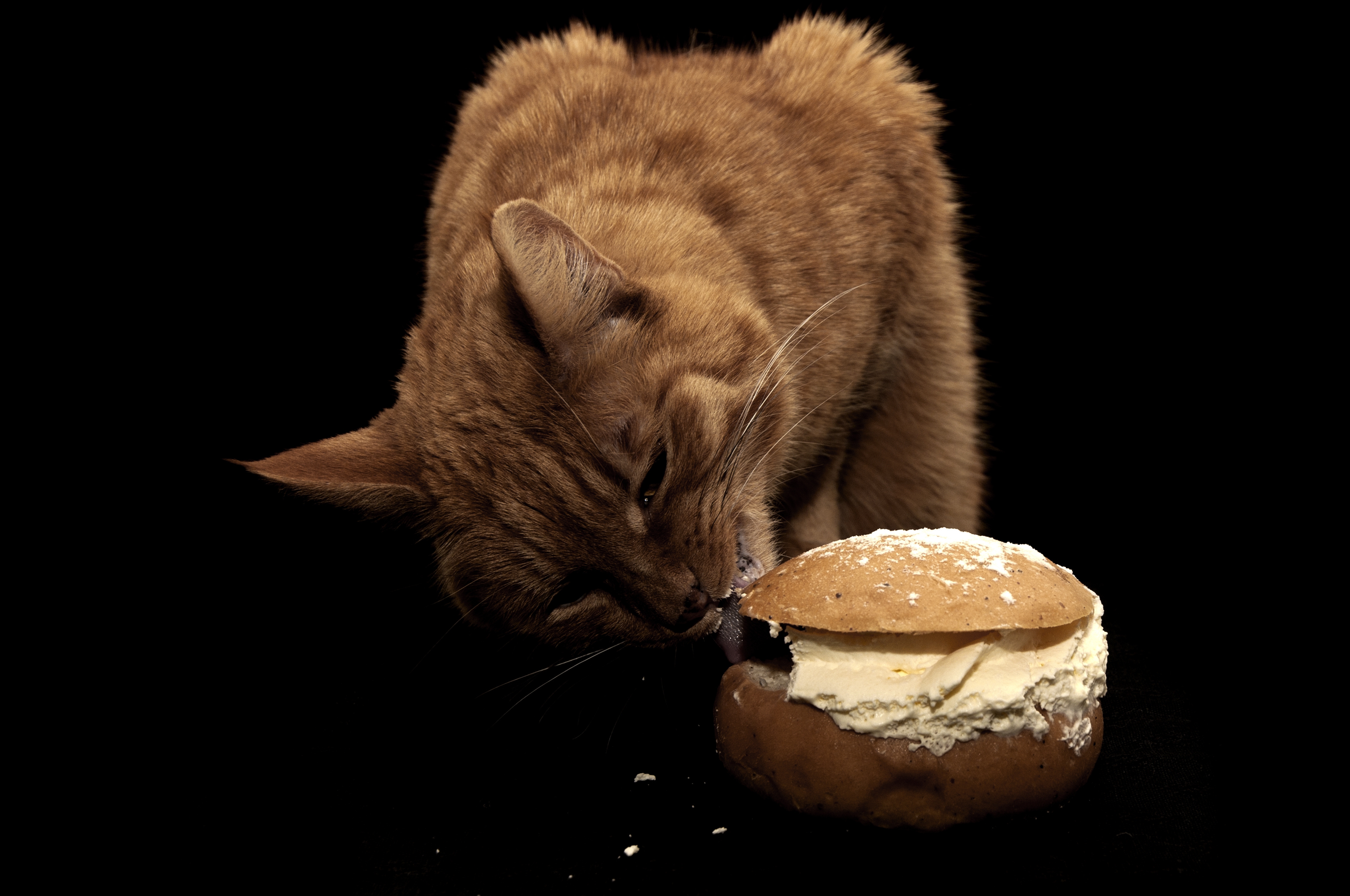 Кошка сливочное масло. Котик с едой. Кот бутерброд. Кот кушает бутерброд. Котик ест булочку.