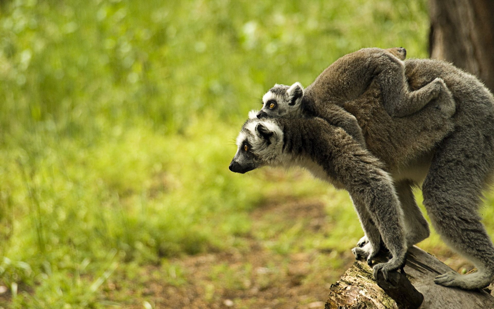 Laden Sie das Junge, Die Familie, Familie, Lemur, Joey, Tiere-Bild kostenlos auf Ihren PC-Desktop herunter