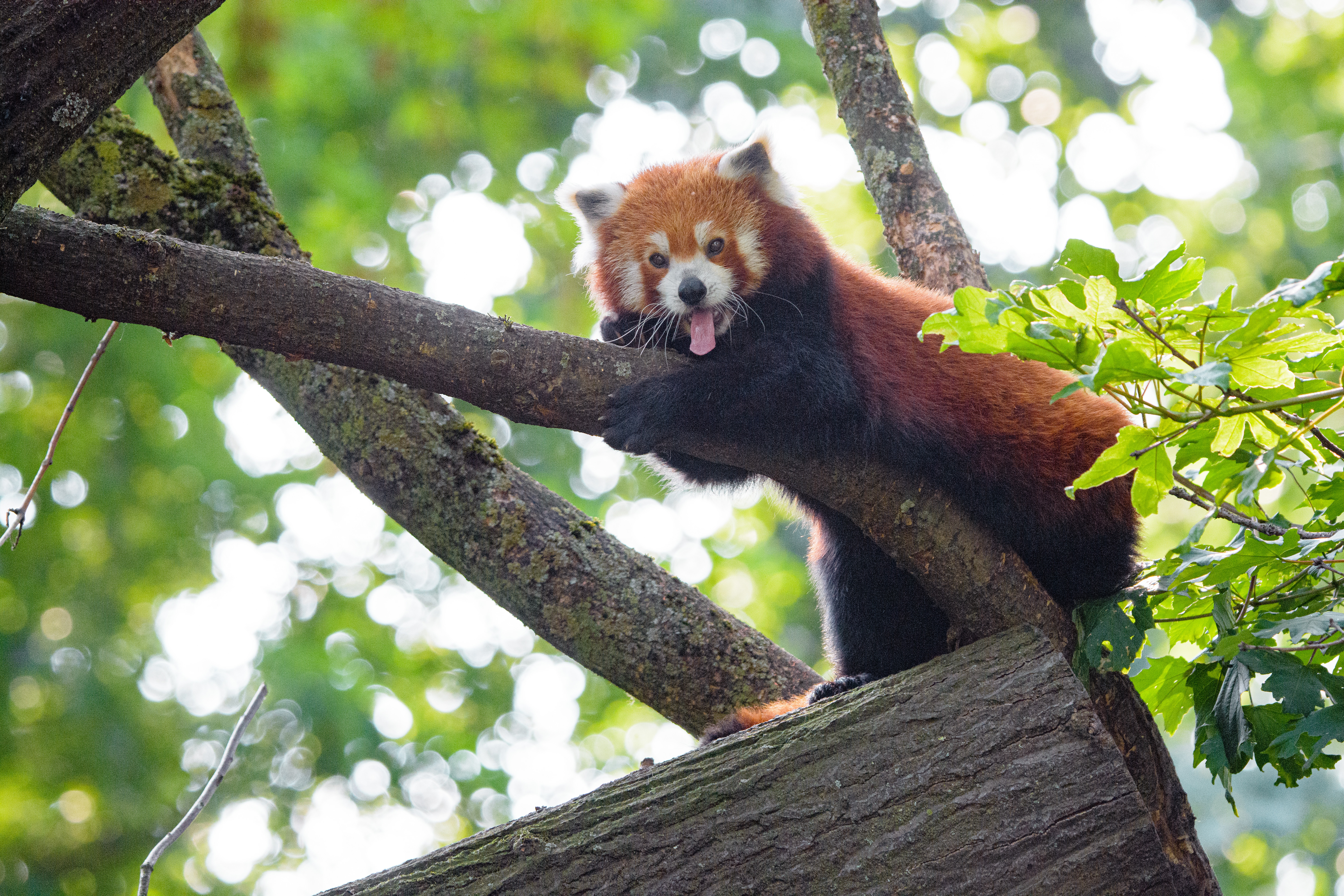 Download mobile wallpaper Animals, Wood, Animal, Tree, Red Panda, Panda, Funny for free.
