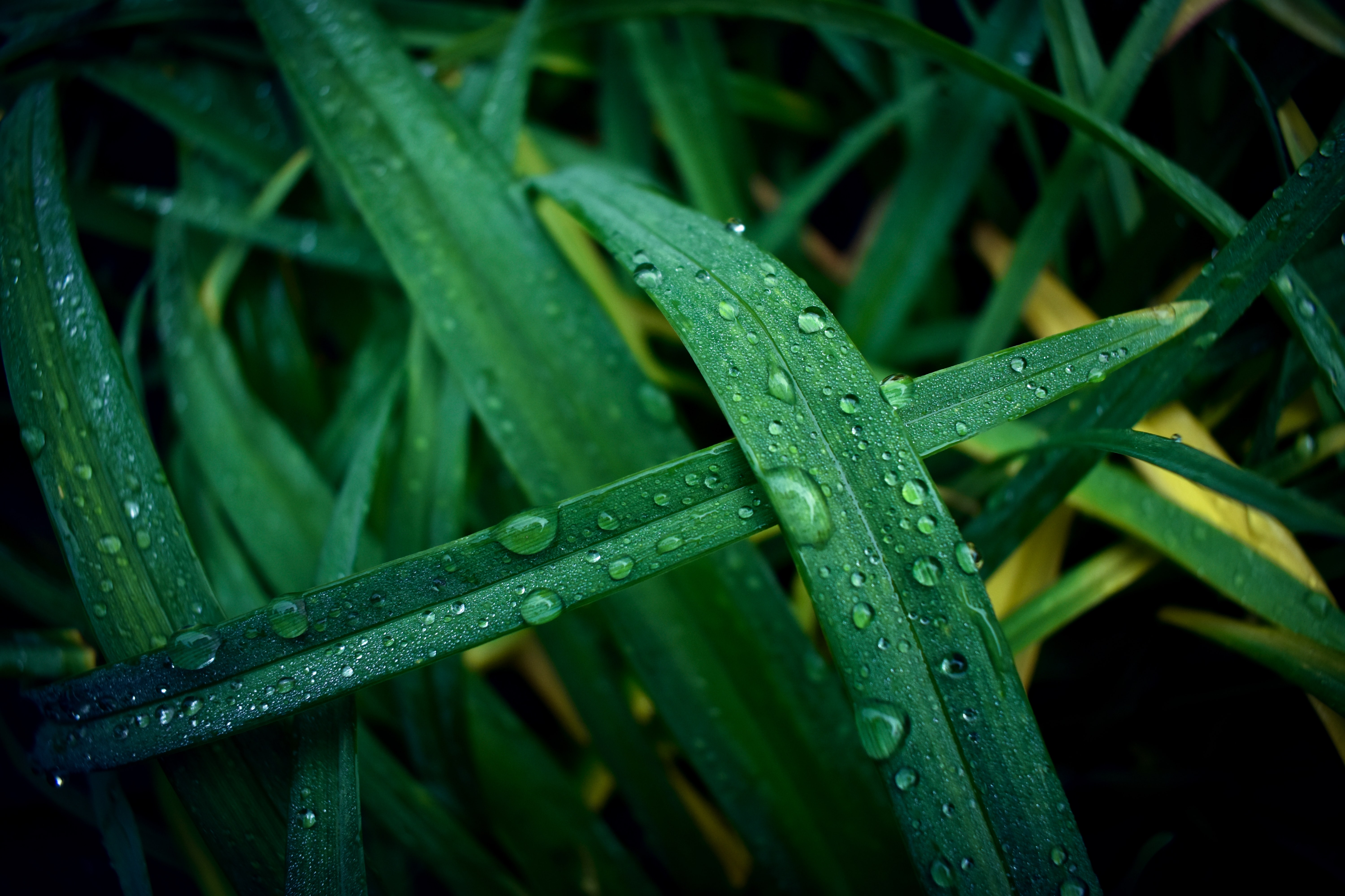 Download mobile wallpaper Grass, Macro, Dew, Wet, Drops for free.