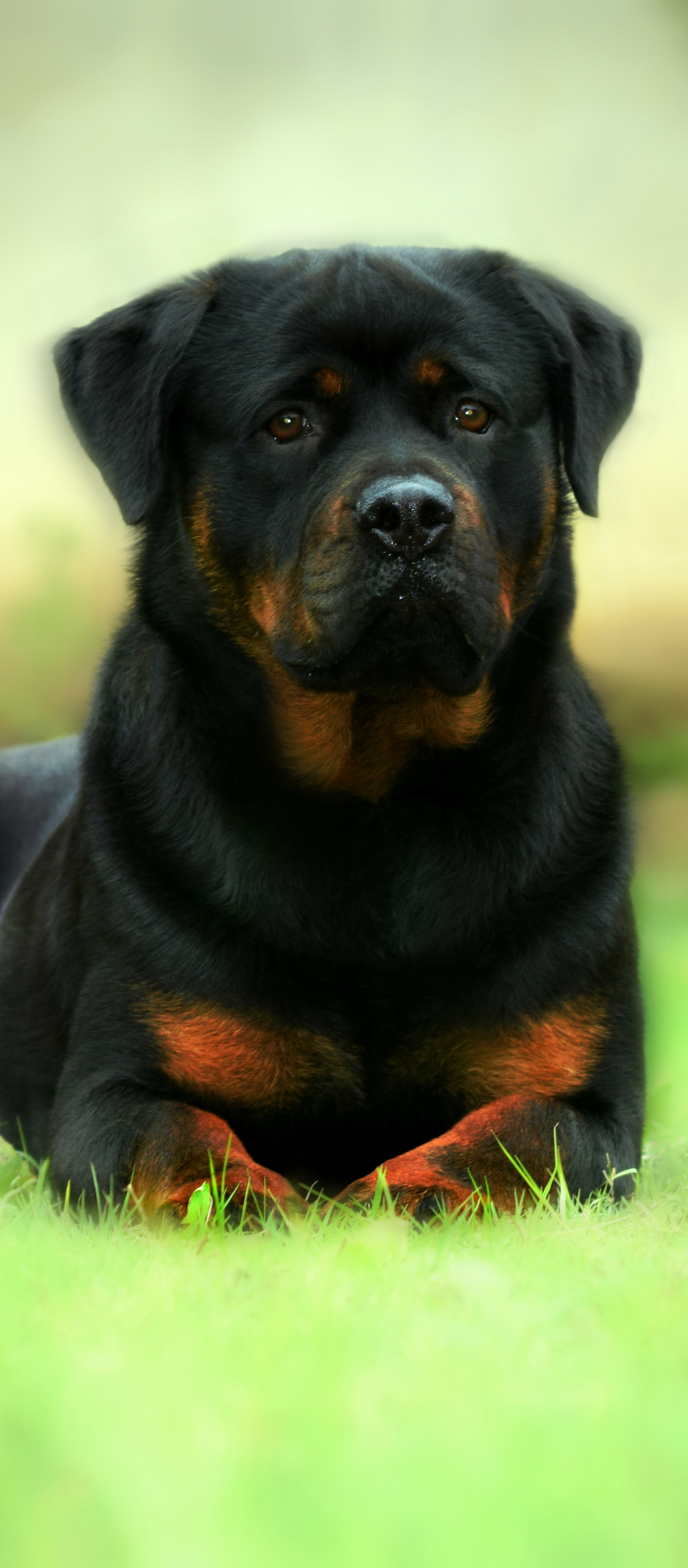 My Rottweiler - Cute Dog & Puppy Wallpapers -  fddpppmgolbpchpdahkiglcnflmgkomn - Extpose