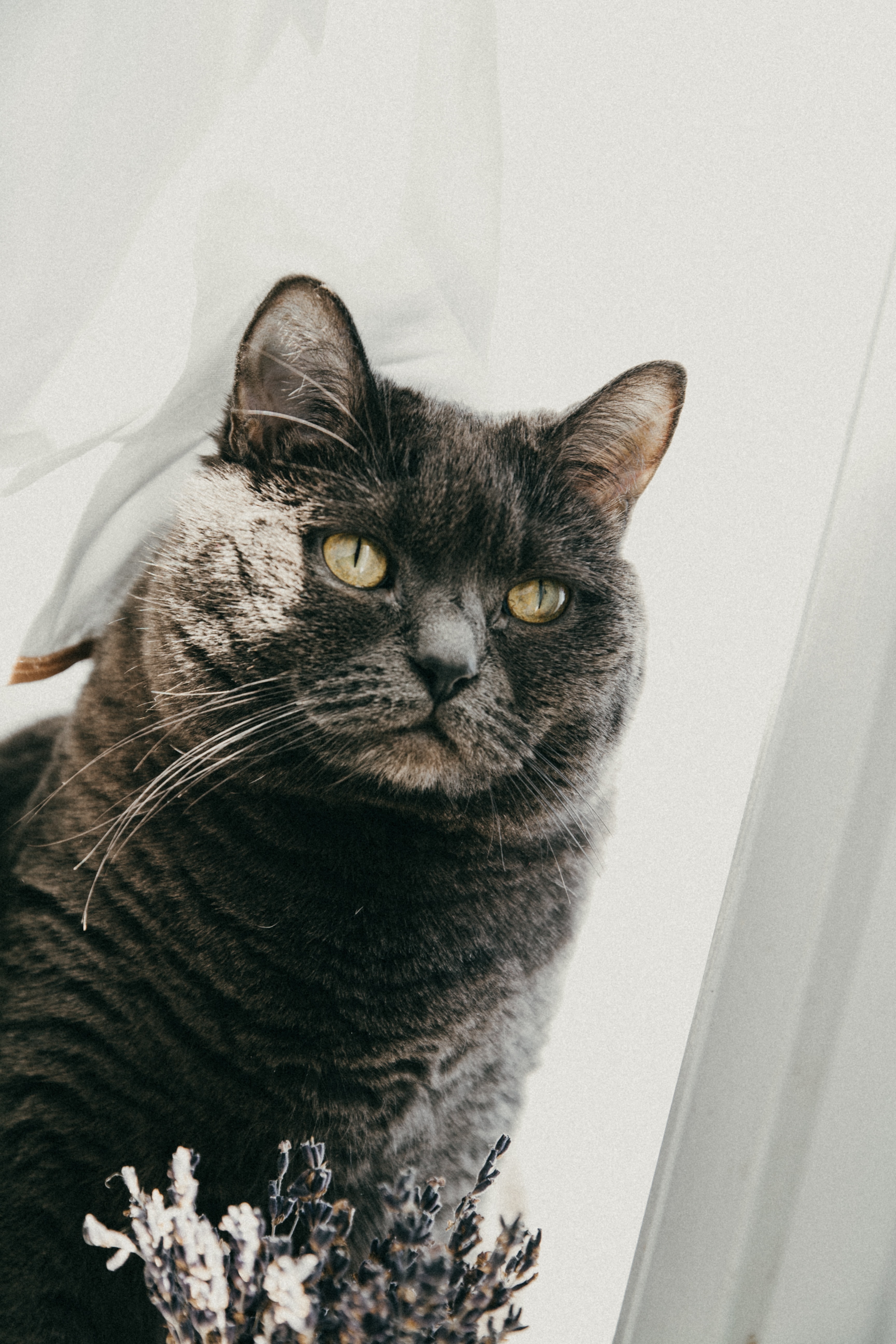 Laden Sie Britische Katze HD-Desktop-Hintergründe herunter