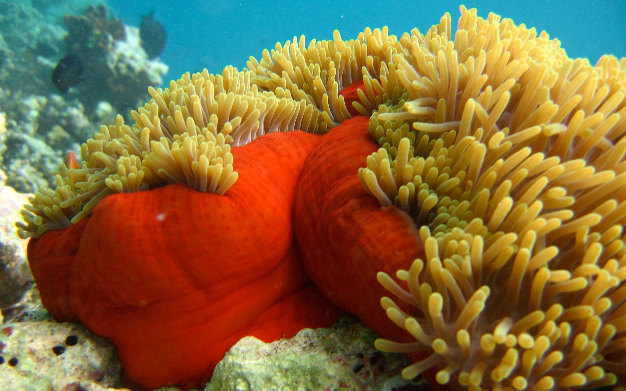 animal, sea anemone, sea life
