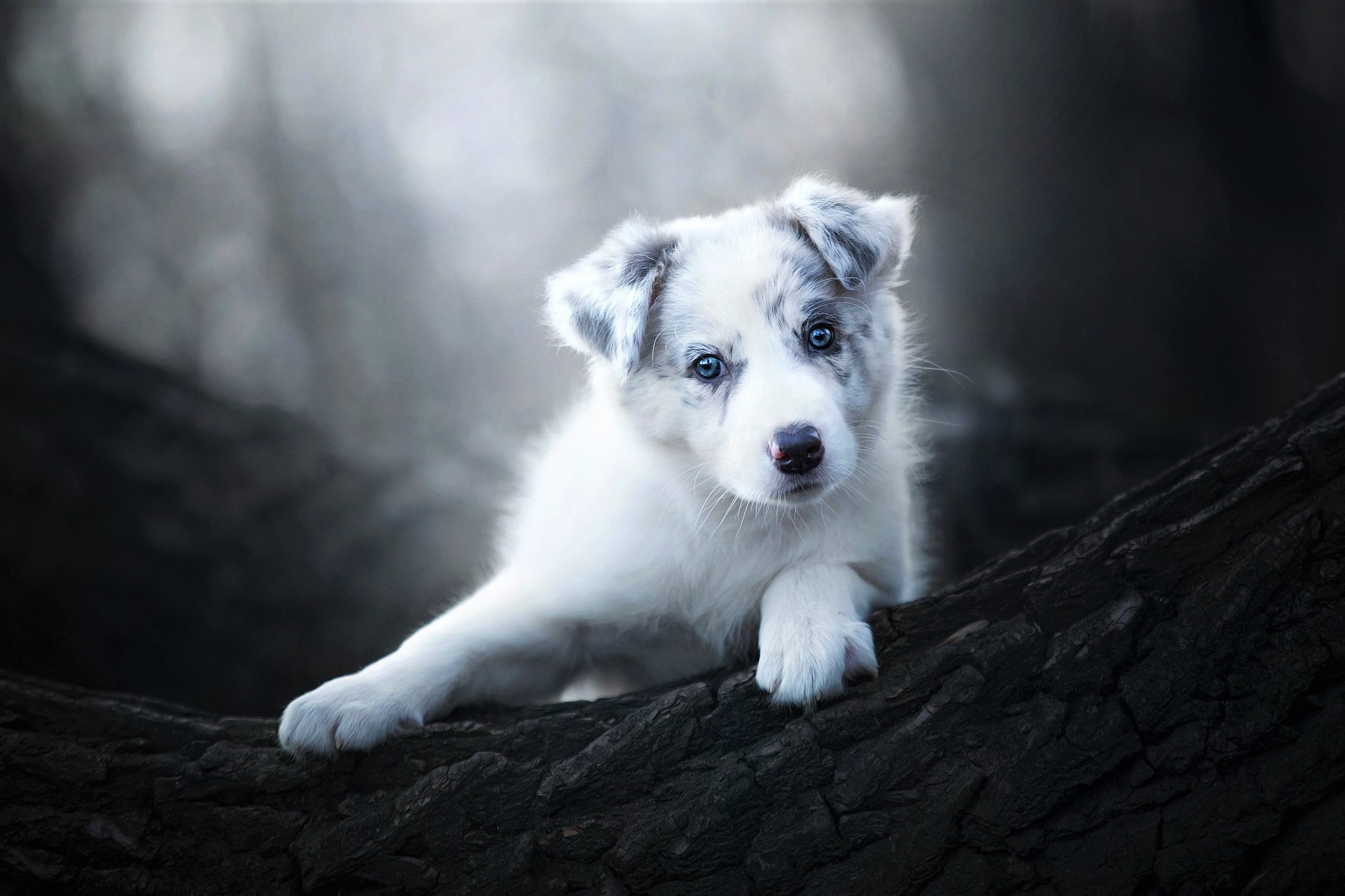 416571 descargar fondo de pantalla pastor australiano, animales, bebe animal, lindo, cachorro, perros: protectores de pantalla e imágenes gratis