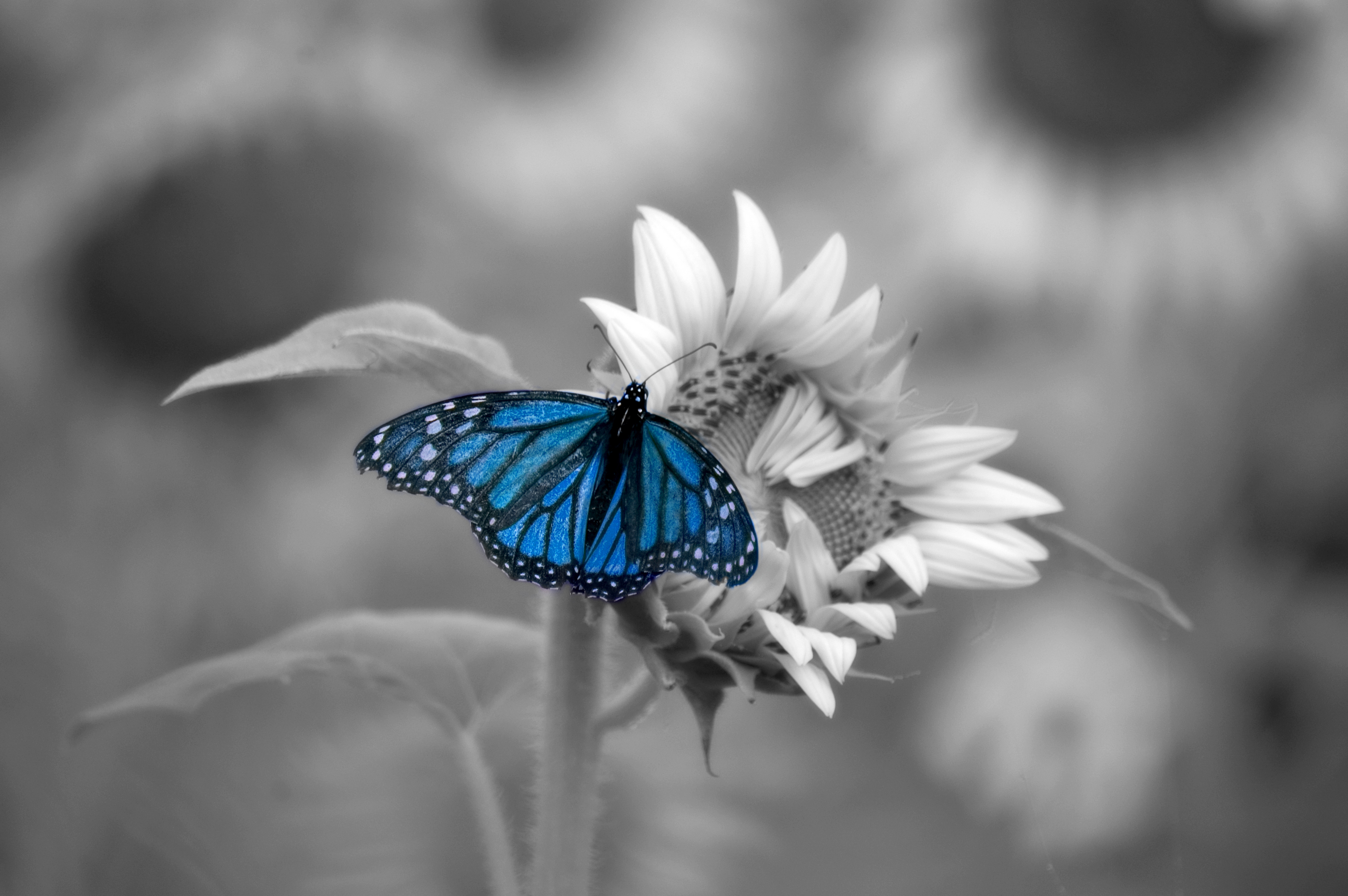 animal, butterfly, flower, macro, selective color cell phone wallpapers