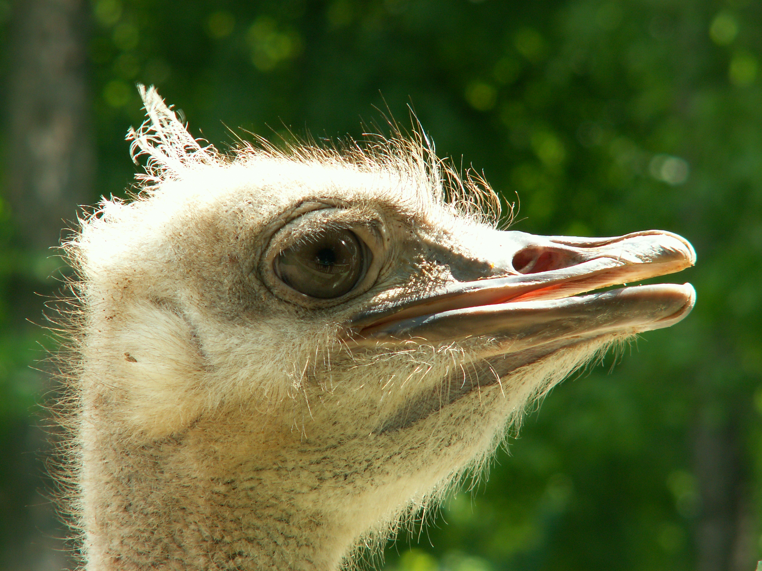 animal, ostrich, birds Free Stock Photo
