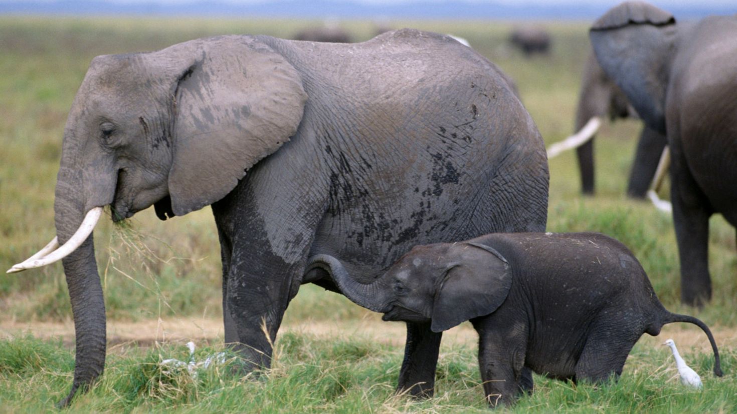 Elephant множественное. Национальный парк Комоэ кот-д Ивуар. Кот ДИВУАР животные. Национальный парк Комоэ в Африке. Слон слониха Слоненок.