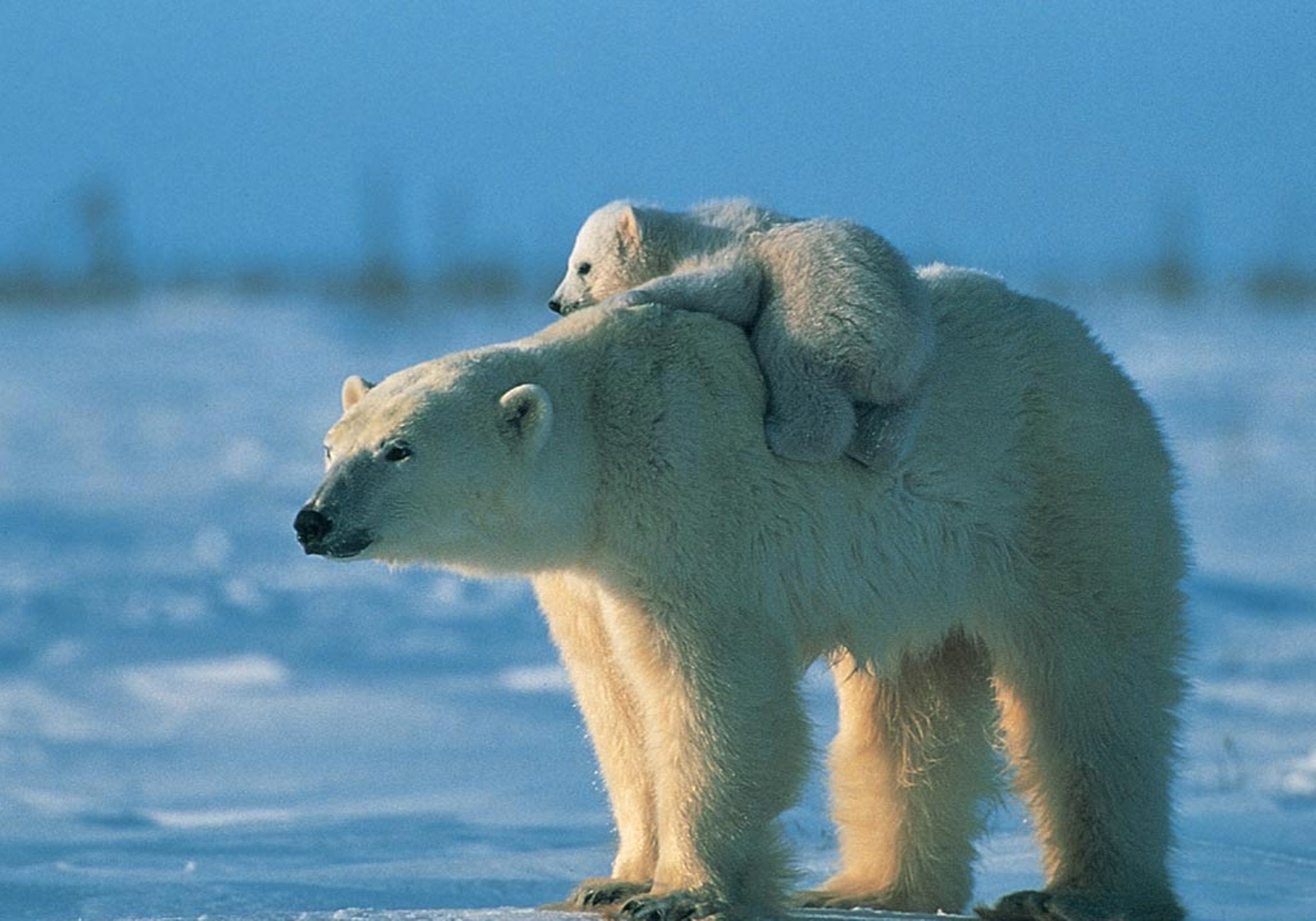 animal, polar bear, cub, bears lock screen backgrounds
