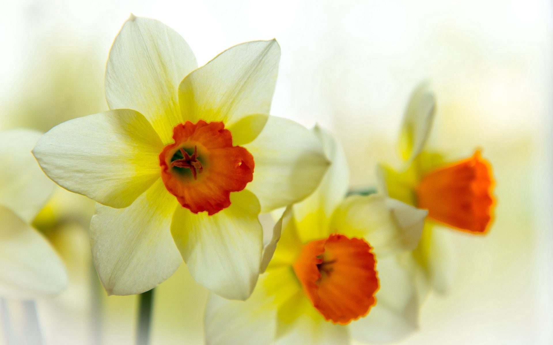 Horizontal Wallpaper Narcissus 