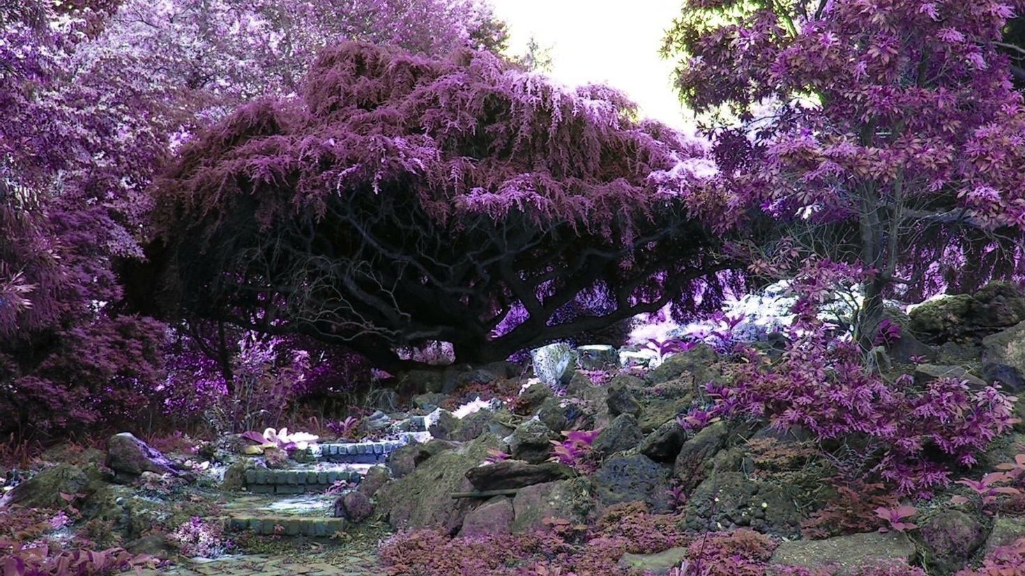 Японский сад Кавати Фудзи