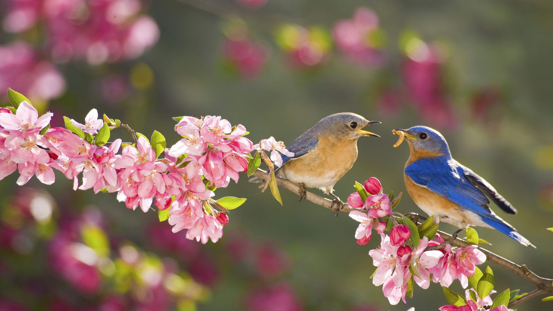 410835 télécharger le fond d'écran printemps, oiseau bleu, animaux, oiseau, floraison, branche, passereau, fleur rose, des oiseaux - économiseurs d'écran et images gratuitement