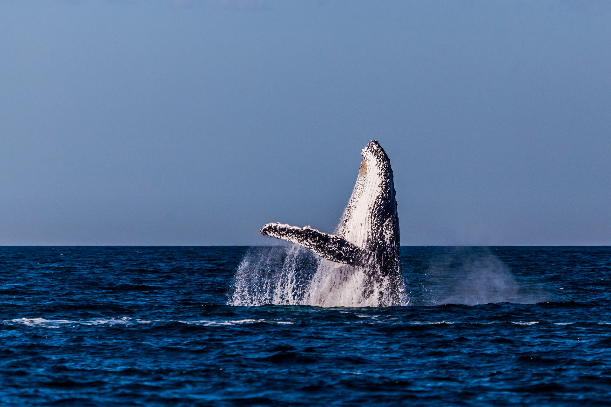 802268 скачать картинку горбатый кит, животные, горизонт, океан, киты - обои и заставки бесплатно
