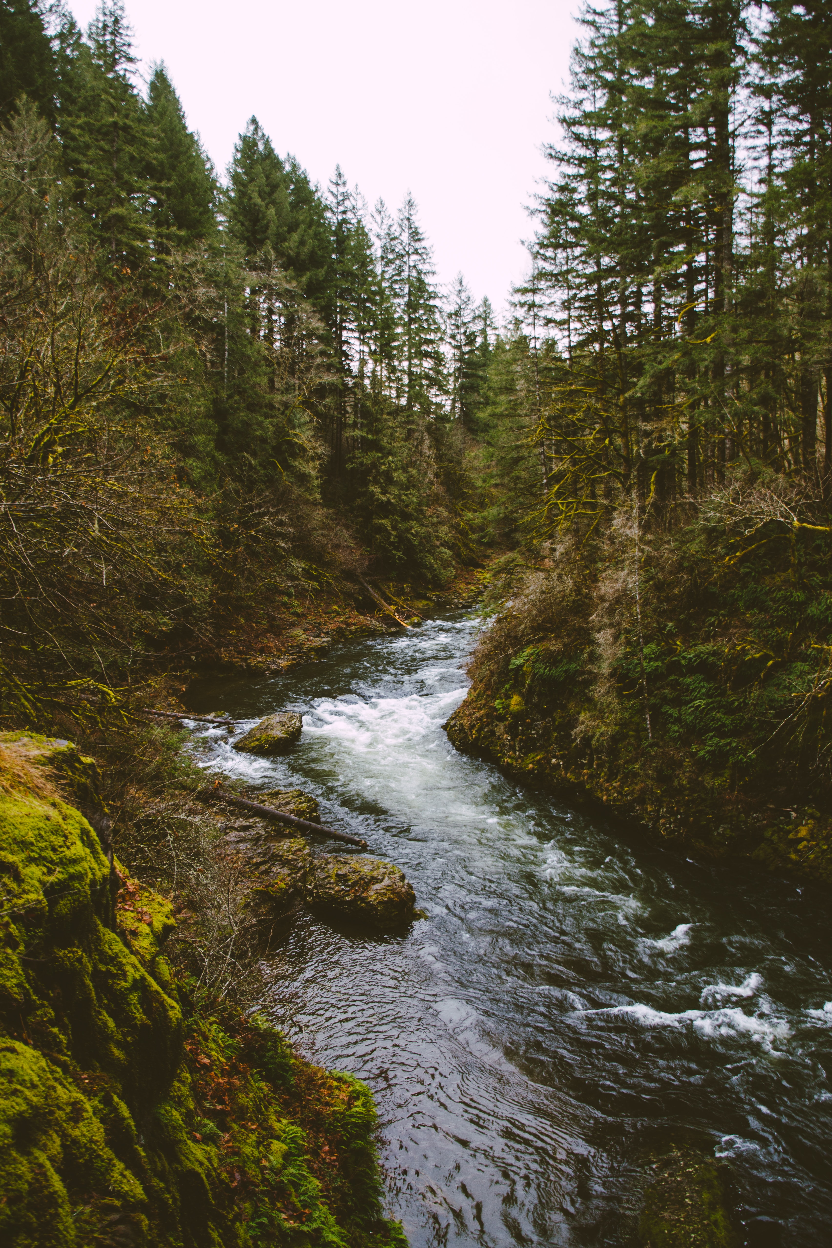 stream, trees, nature, rivers, flow, spruce, fir wallpaper for mobile