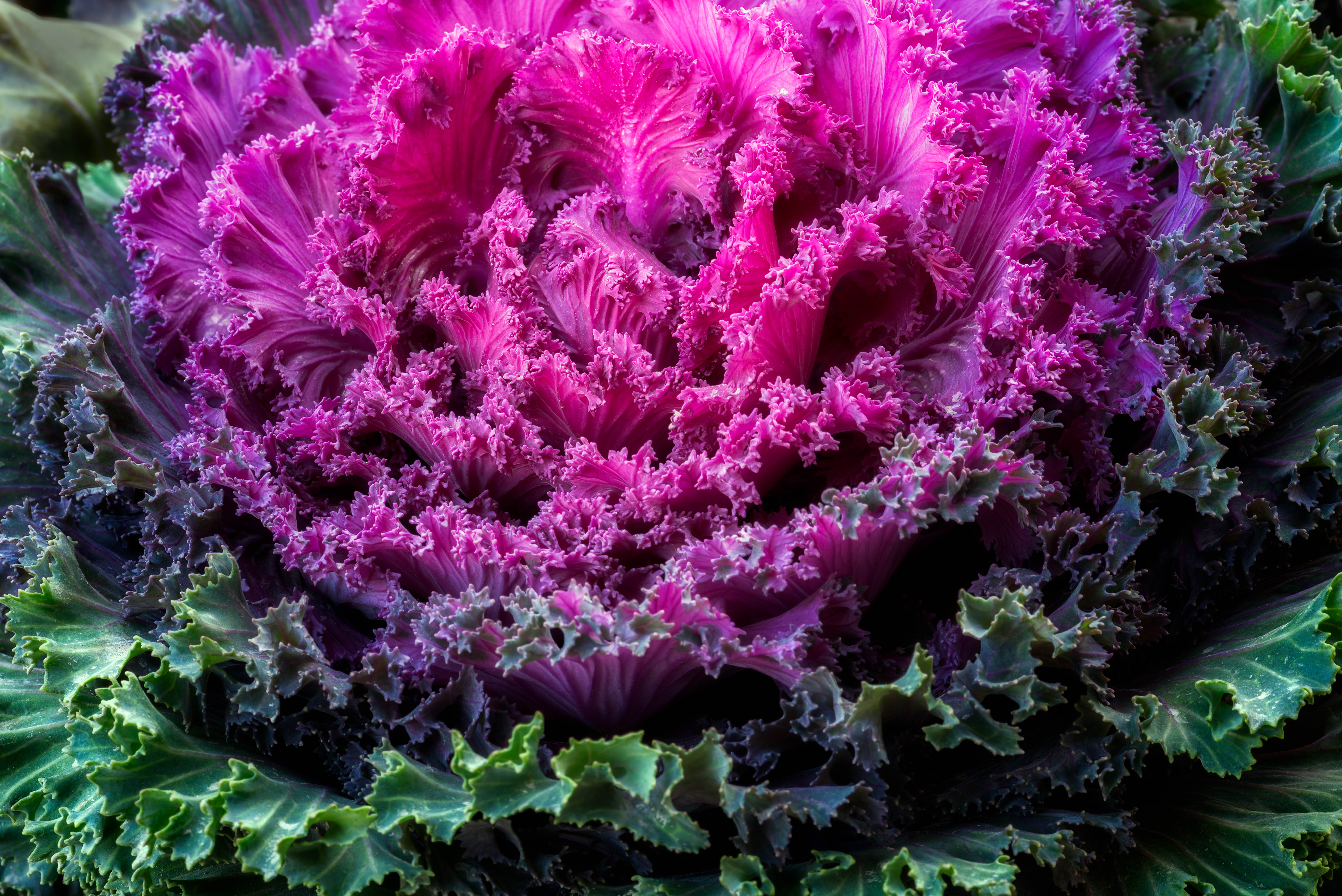 food, cabbage, colorful, kale, purple, vegetable