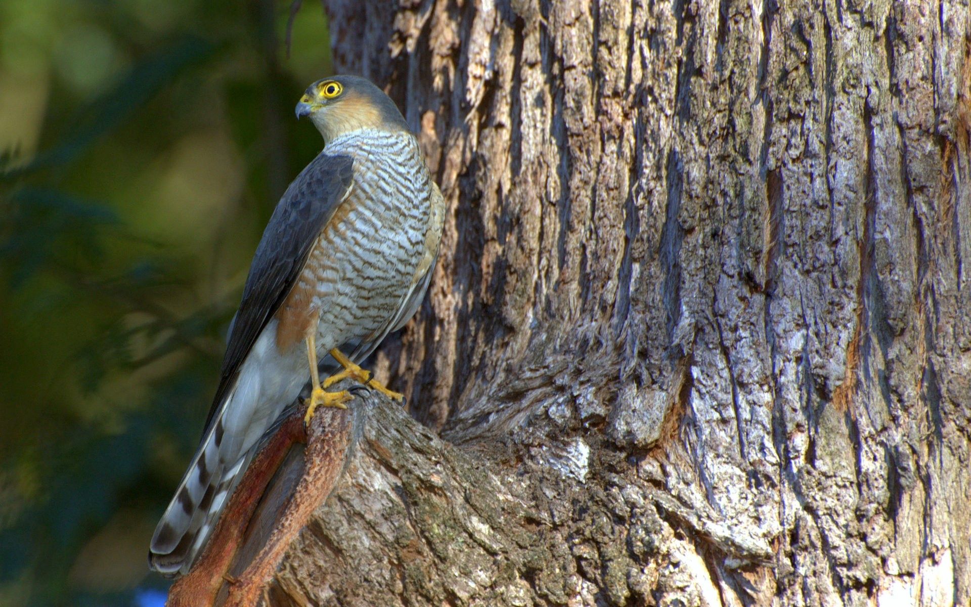 falcon, animals, bird, wood, tree, hawk, hawkish QHD