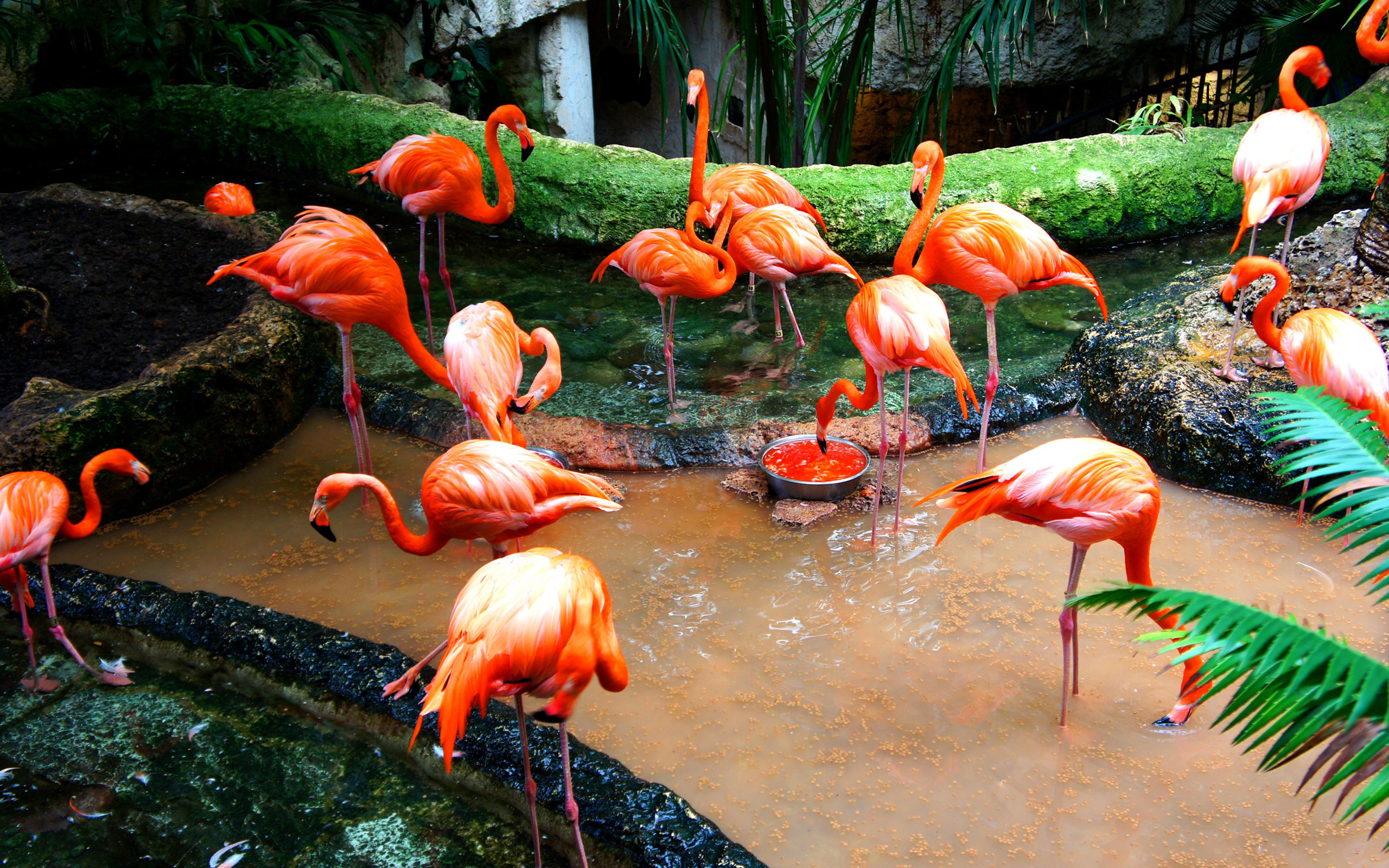 flamingo, animal, bird, birds