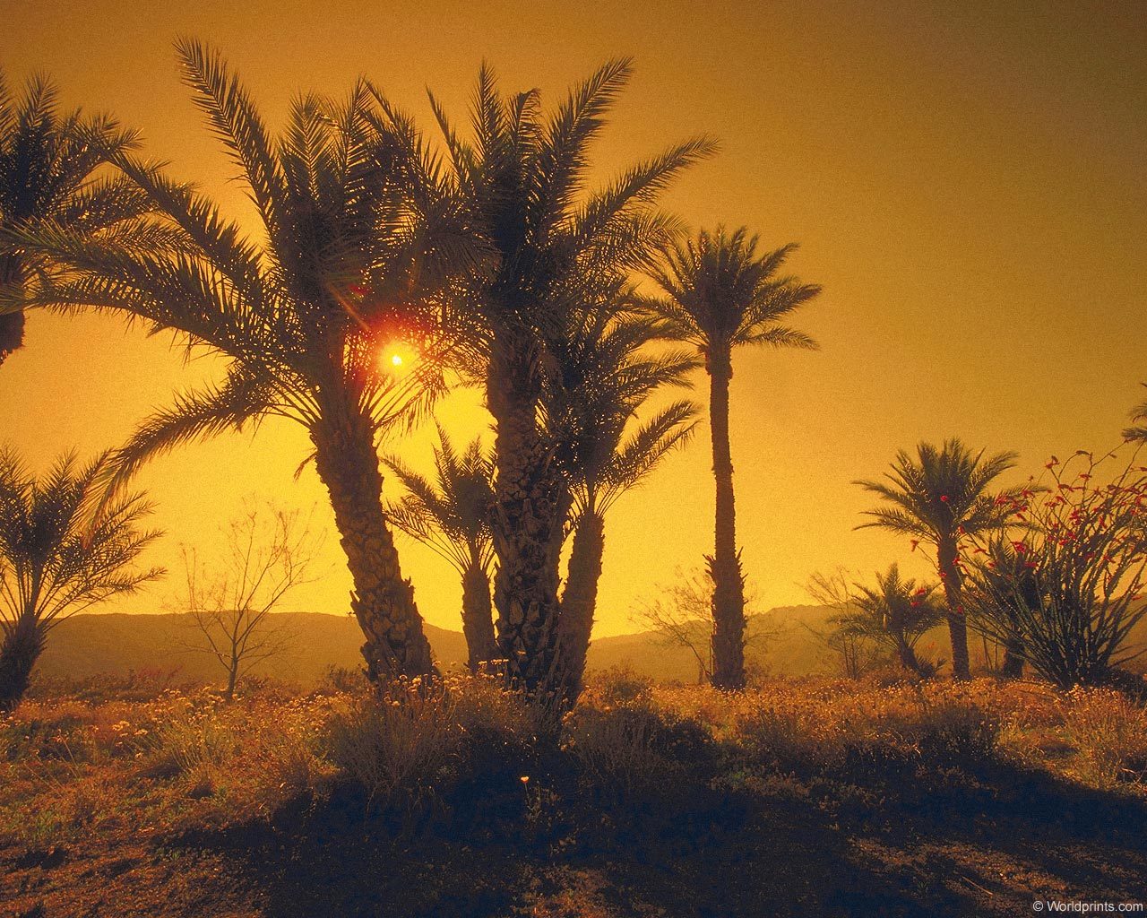Download mobile wallpaper Sun, Sunset, Trees, Landscape, Palms for free.