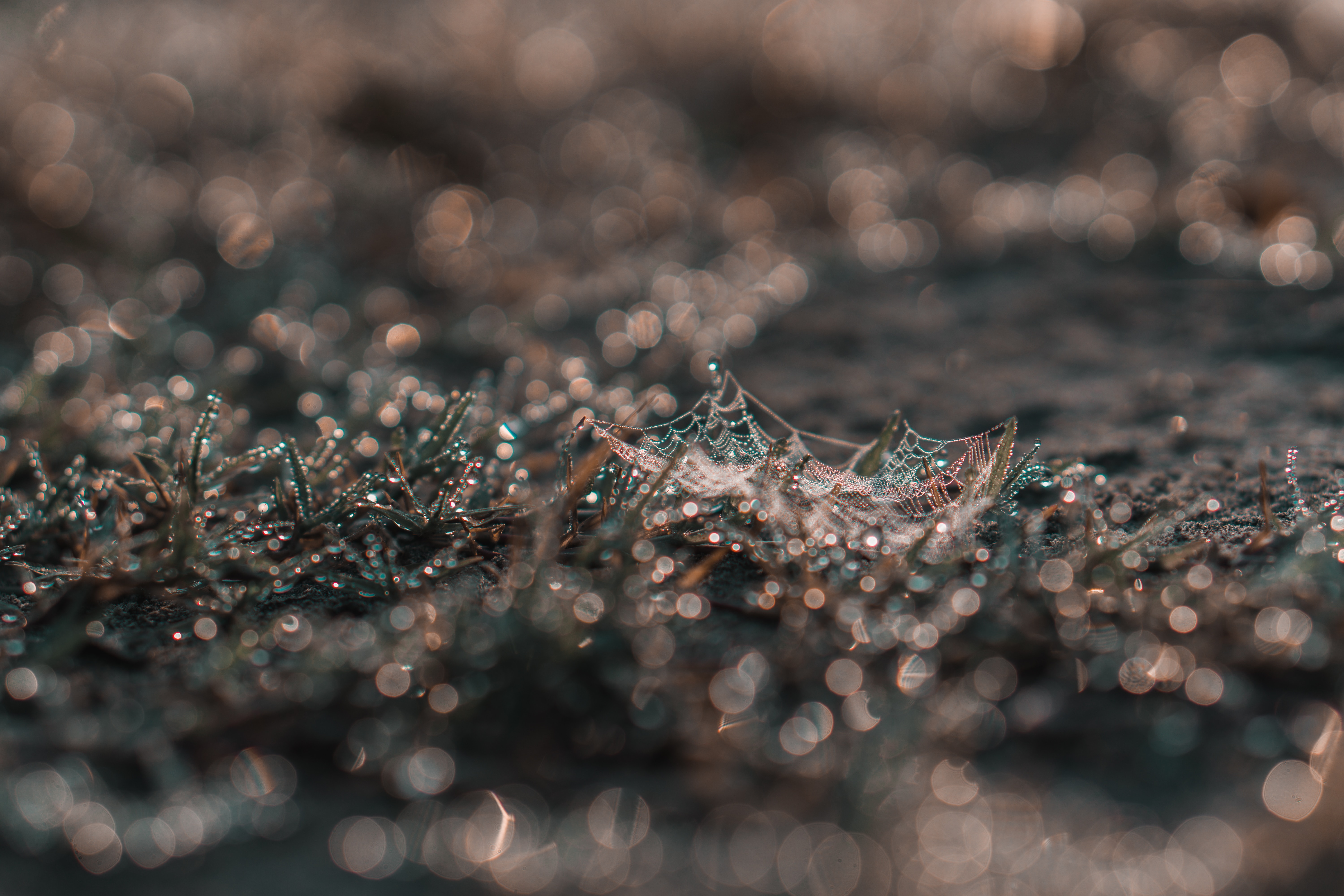 1920x1080 Background grass, web, drops, macro, dew