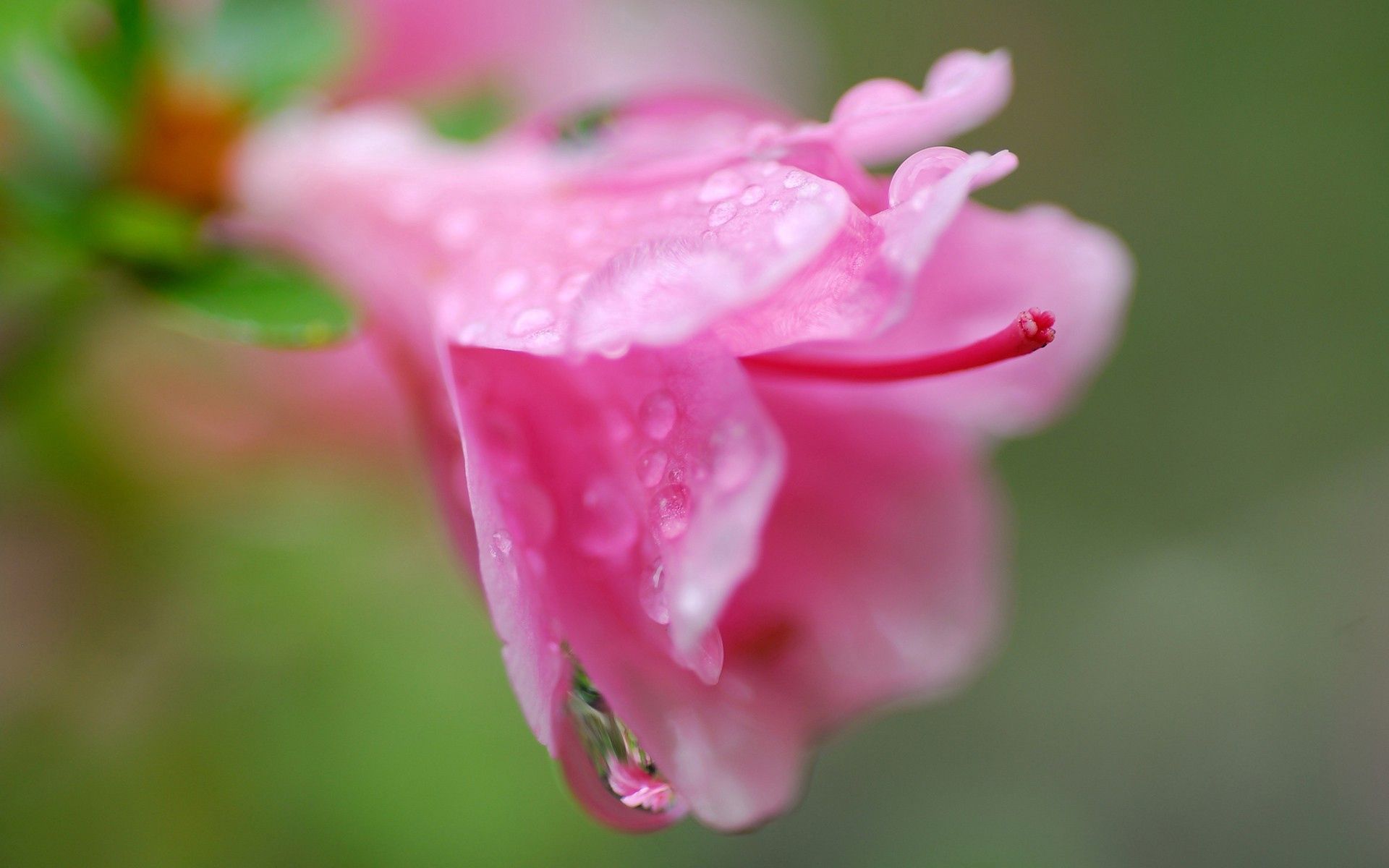 Роса на розовых цветах