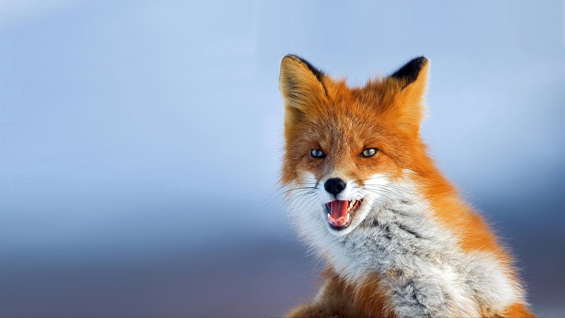 Laden Sie das Ein Fuchs, Sicht, Tier, Schnauze, Meinung, Fuchs, Tiere, Hintergrund-Bild kostenlos auf Ihren PC-Desktop herunter
