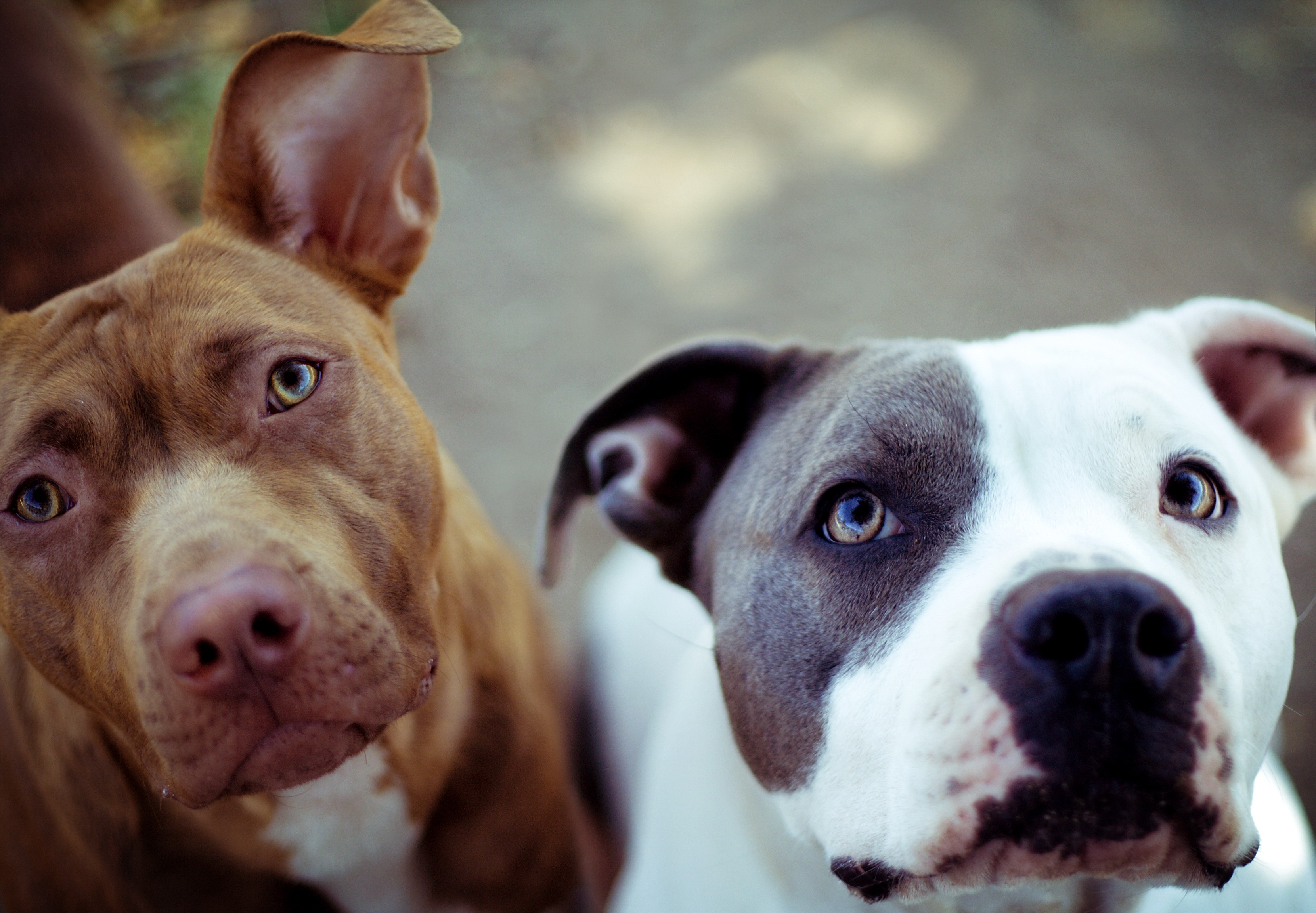 Download mobile wallpaper Muzzle, Animals, Pair, Couple, Dogs for free.