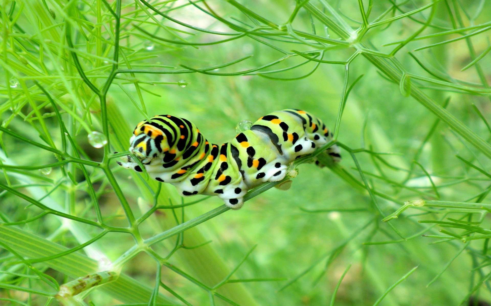animal, caterpillar