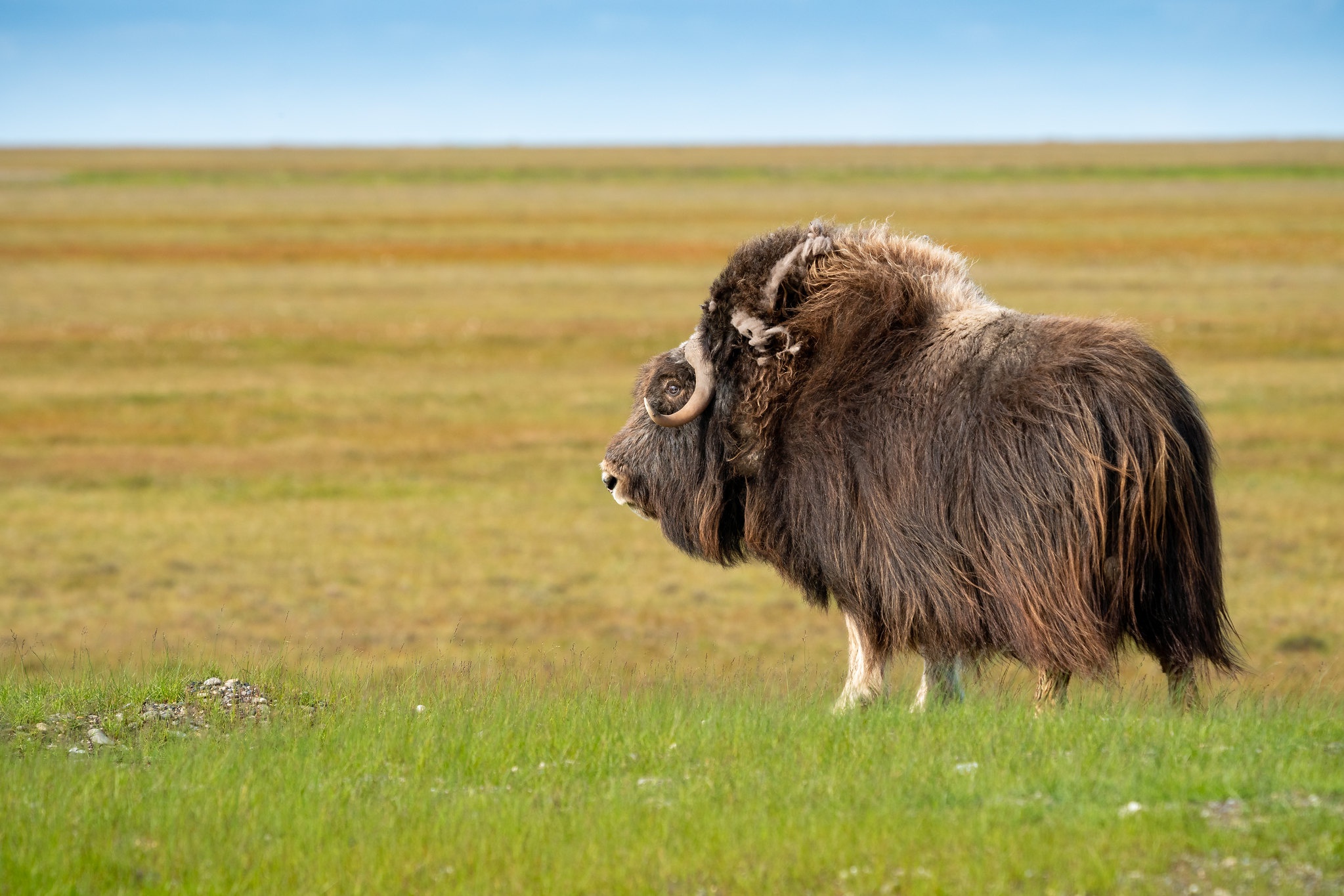 Тибет овцебык