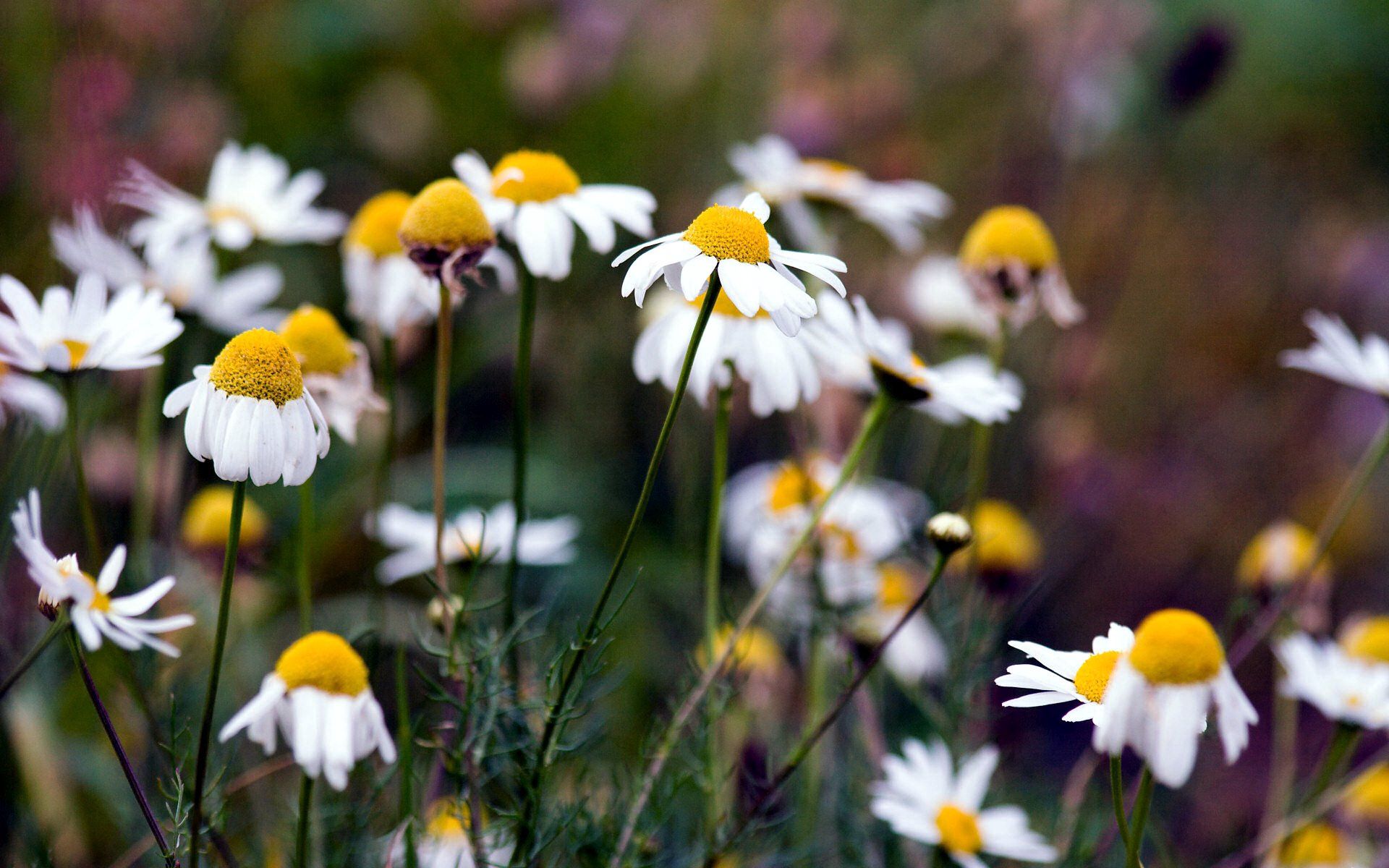 Download mobile wallpaper Flowers, Camomile, Nature, Summer for free.