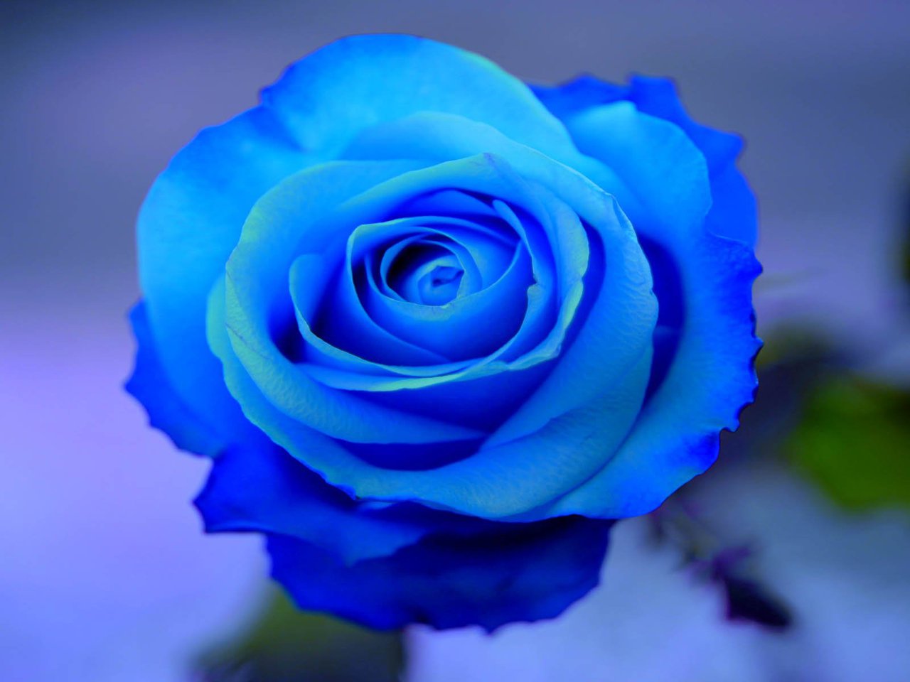 Rosas azules naturales