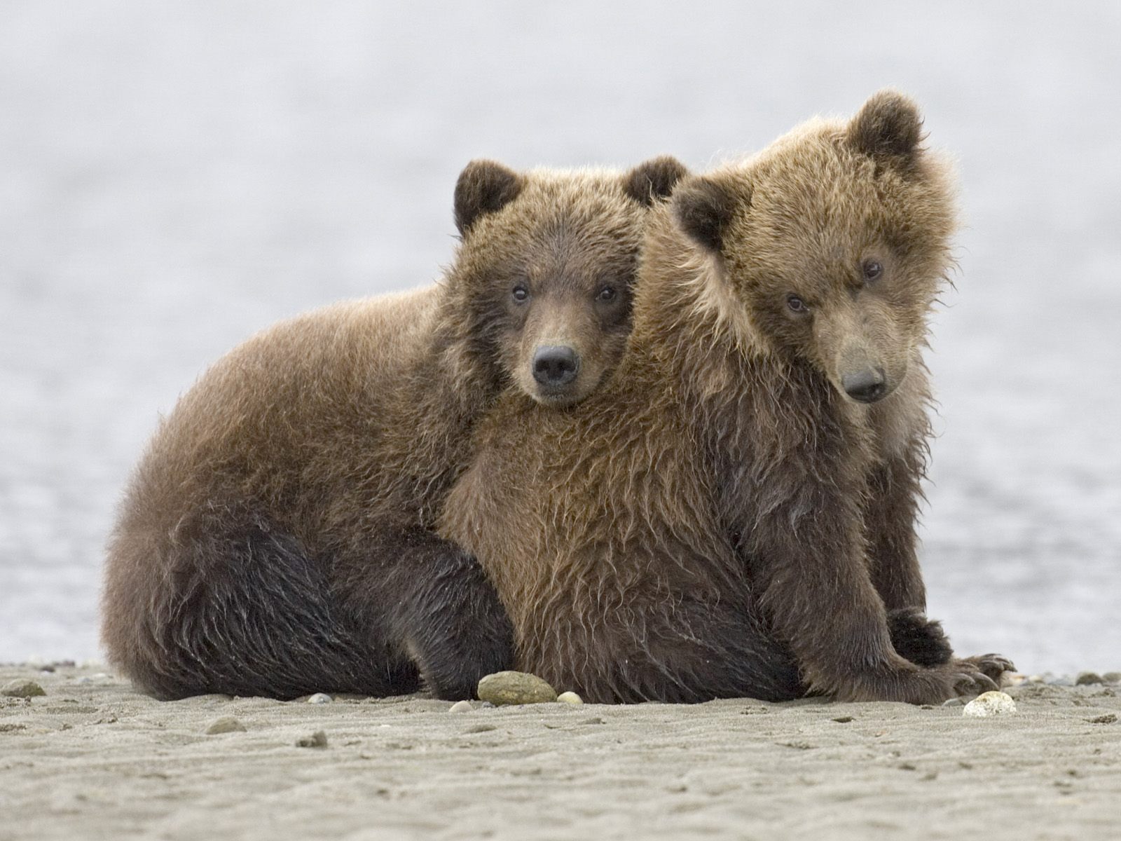 161381 télécharger le fond d'écran ours, animaux, grizzli, alaska, oursons grizzlis, parc national de katmaï - économiseurs d'écran et images gratuitement