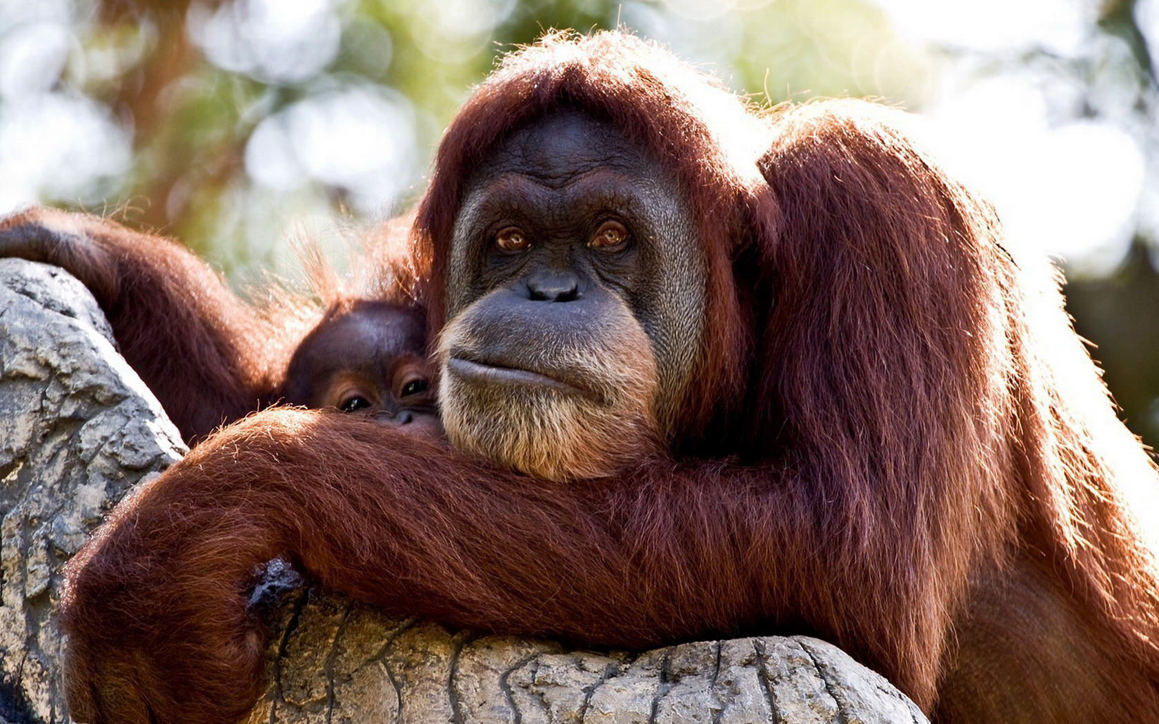 orangutan, animal, monkeys