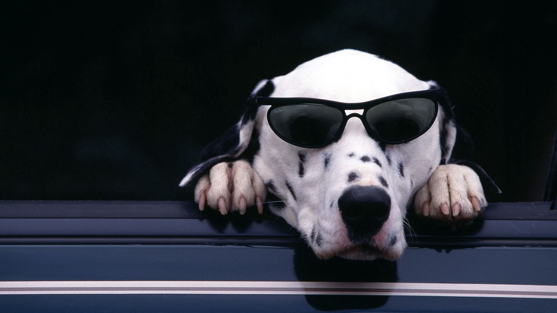 Download mobile wallpaper Dog, Muzzle, Dalmatian, Sunglasses, Animals for free.