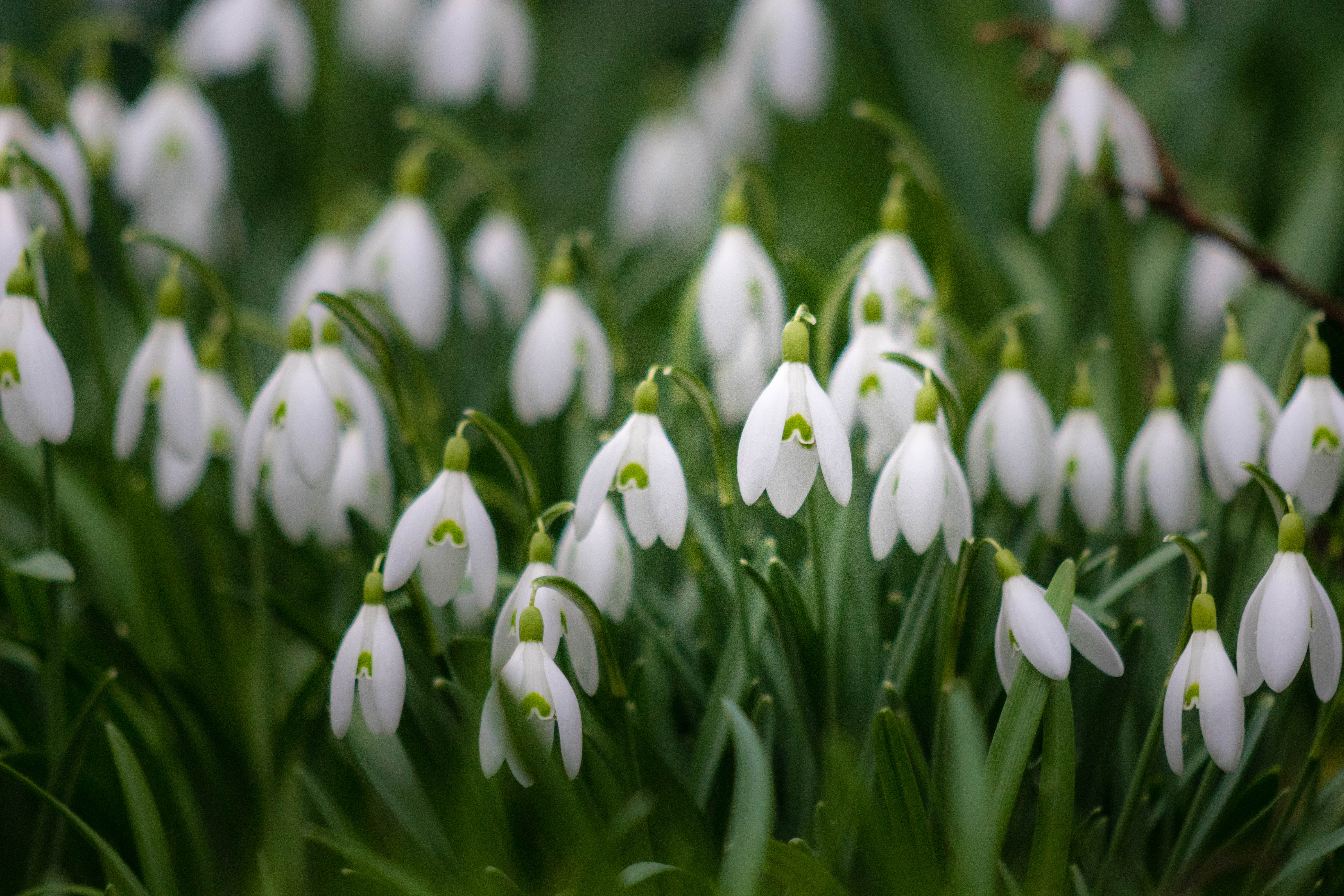 Download mobile wallpaper Macro, Snowdrop, Flowers, Plant for free.
