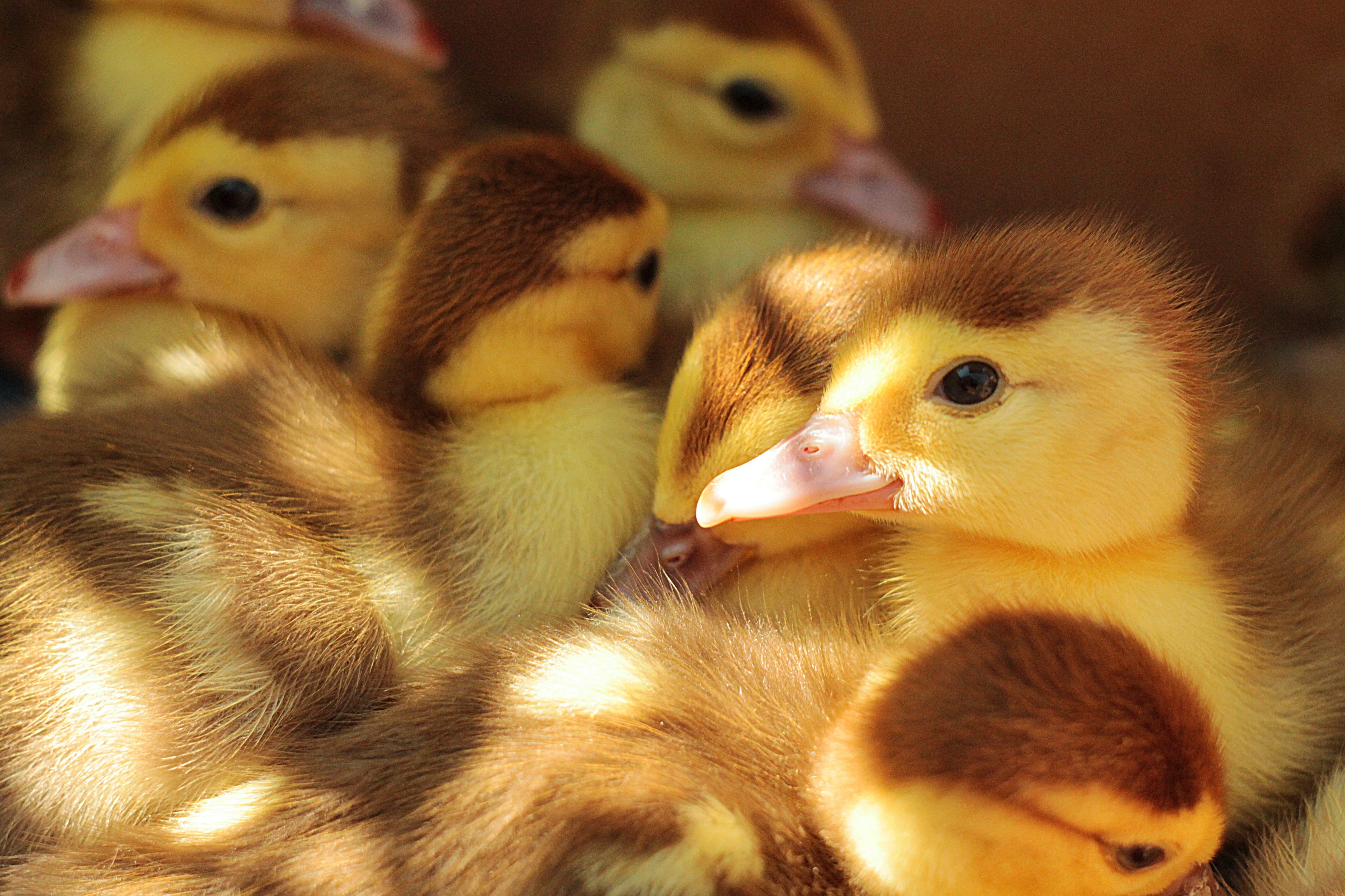animals, chicks, lot, ducklings