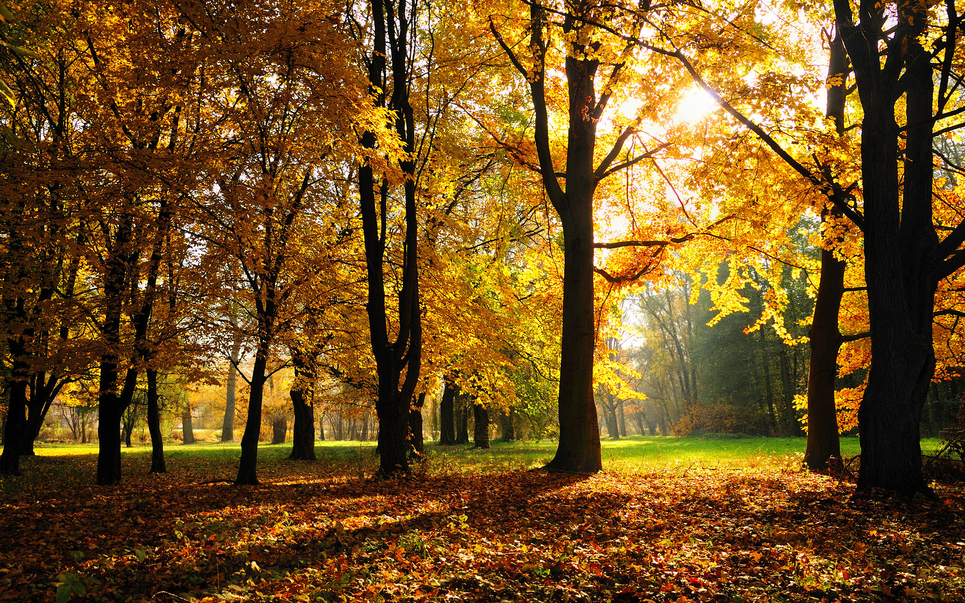 16747 скачать картинку деревья, осень, пейзаж - обои и заставки бесплатно