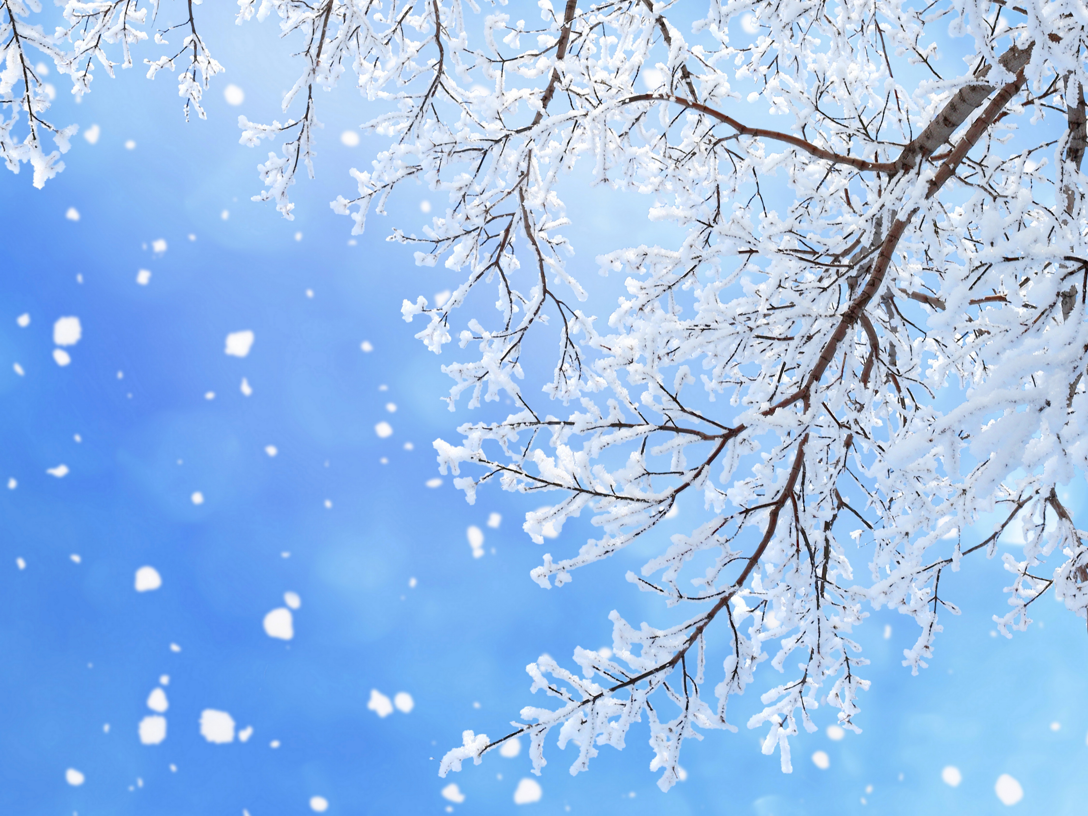Descarga gratuita de fondo de pantalla para móvil de Invierno, Nieve, Rama, Nevada, Copo De Nieve, Tierra/naturaleza.