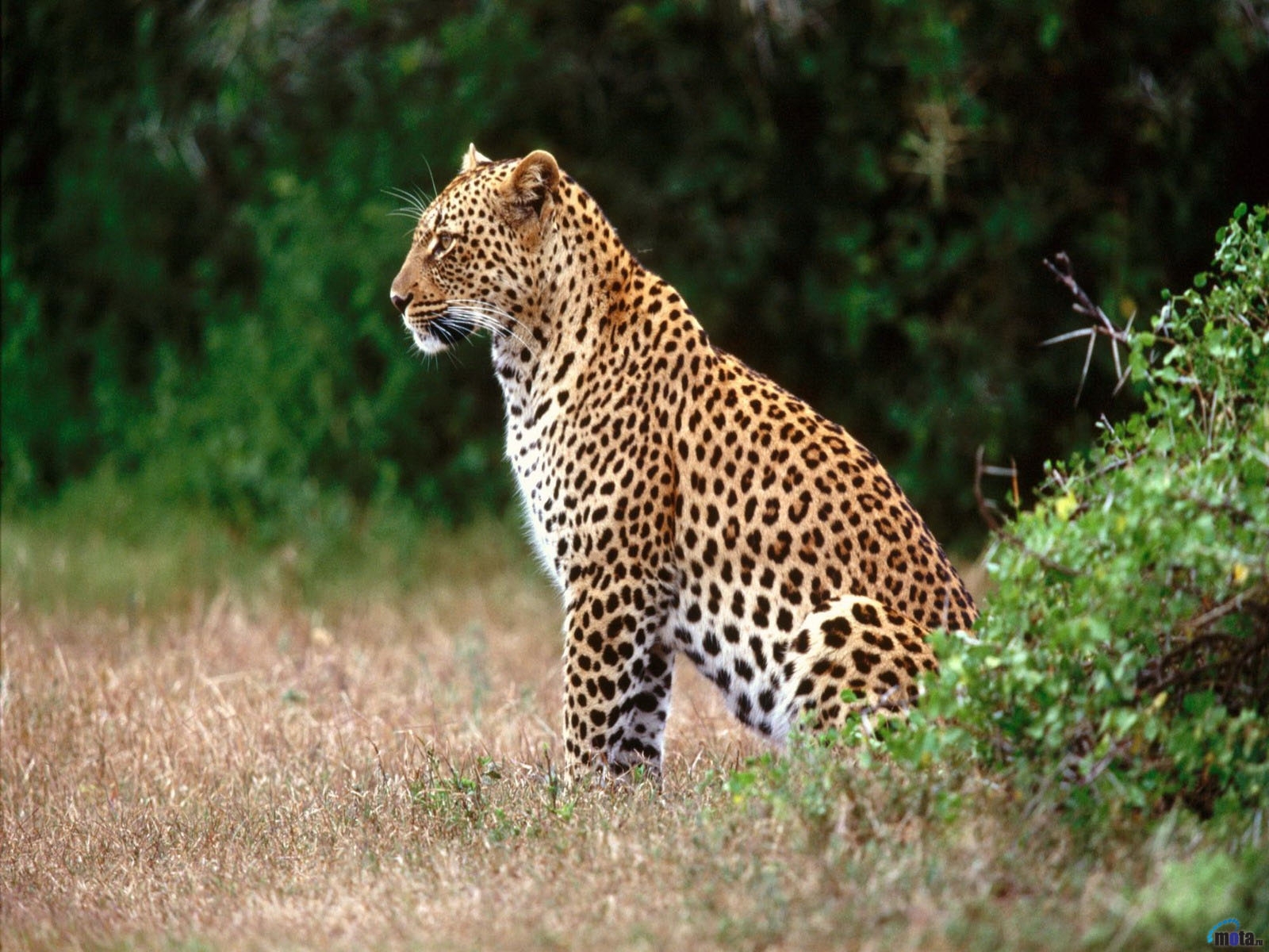 7810 скачать обои леопарды, животные - заставки и картинки бесплатно