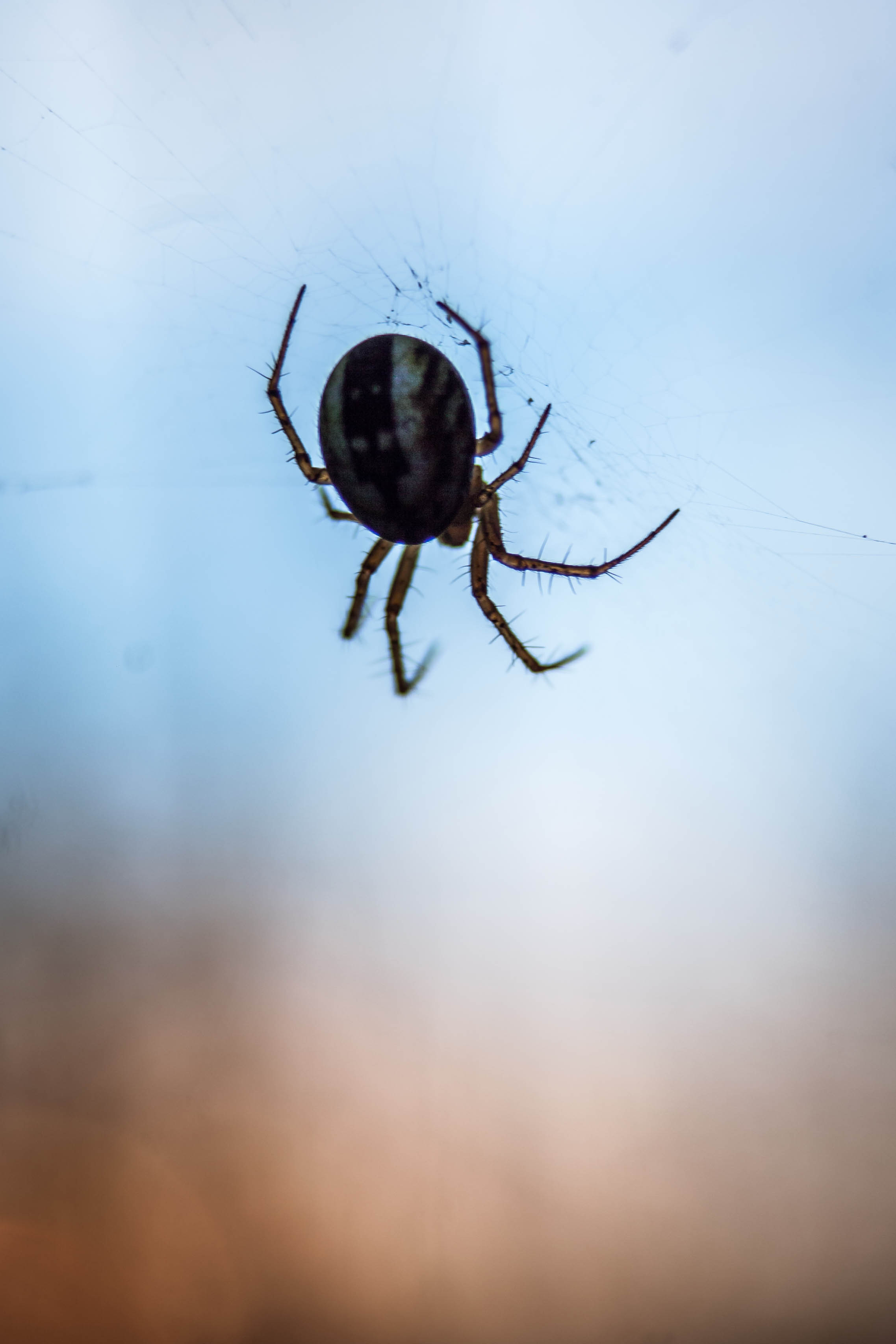 Download mobile wallpaper Macro, Web, Close Up, Spider for free.