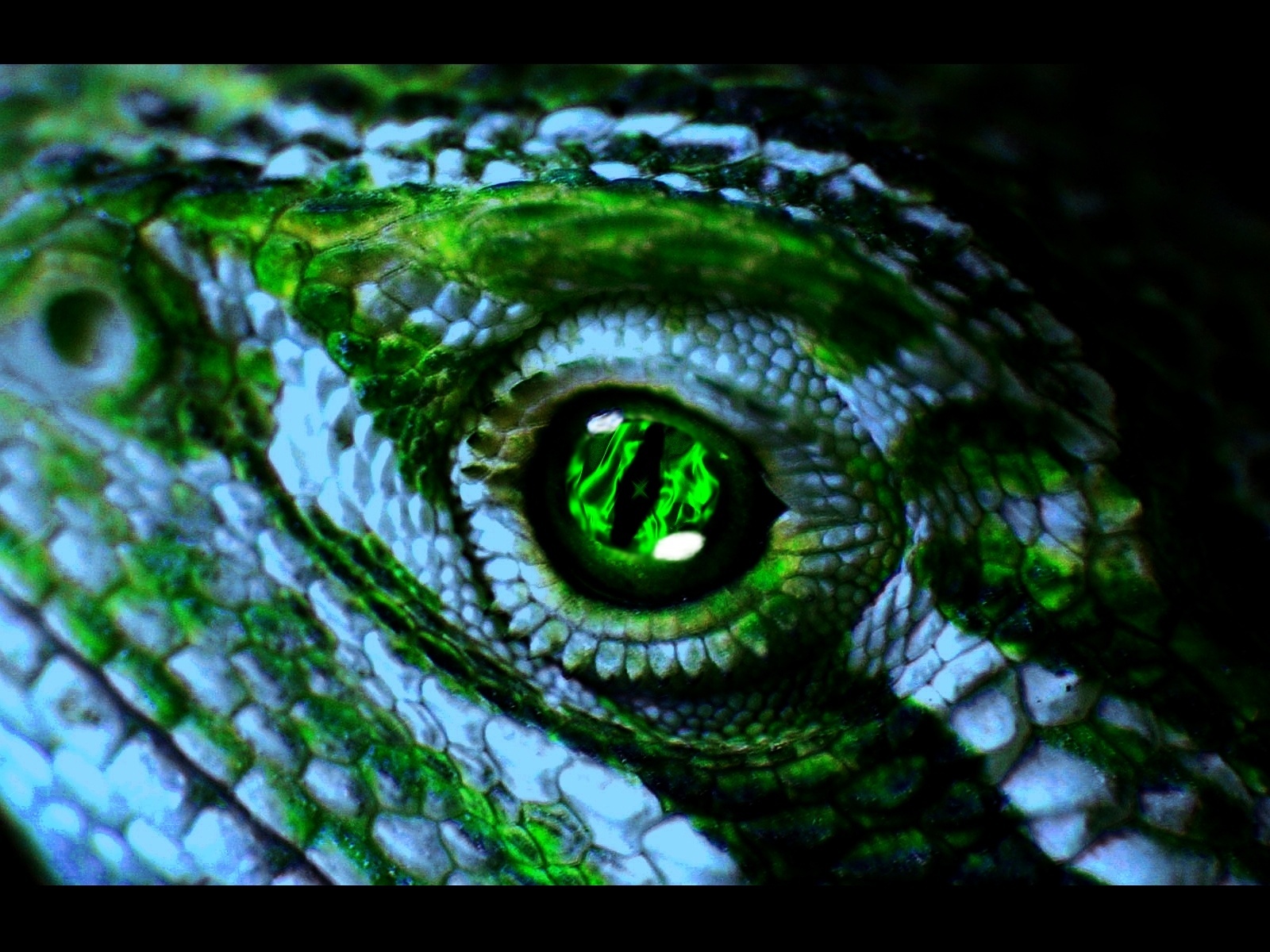 animal, lizard, reptiles HD wallpaper