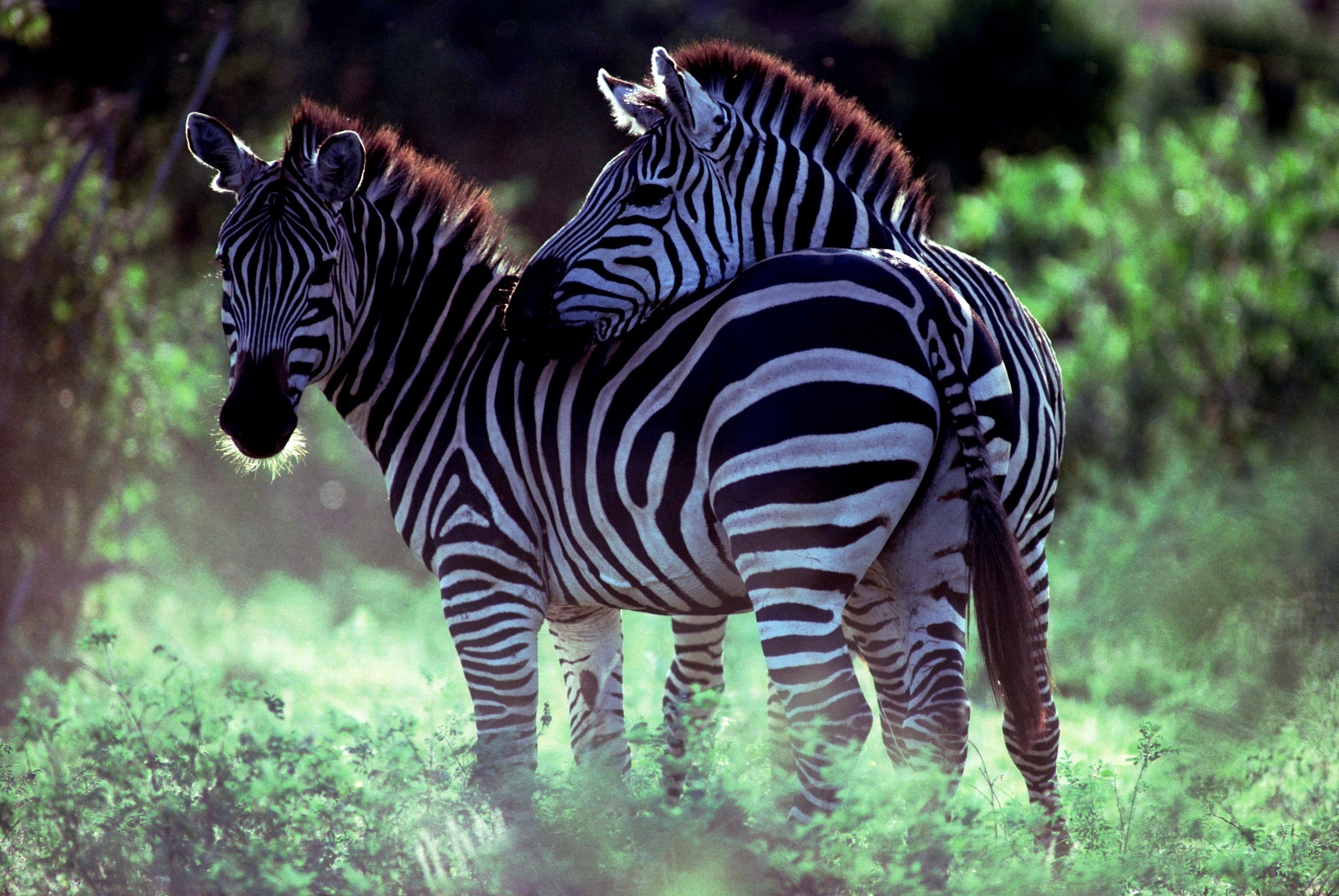 zebra, animal desktop HD wallpaper