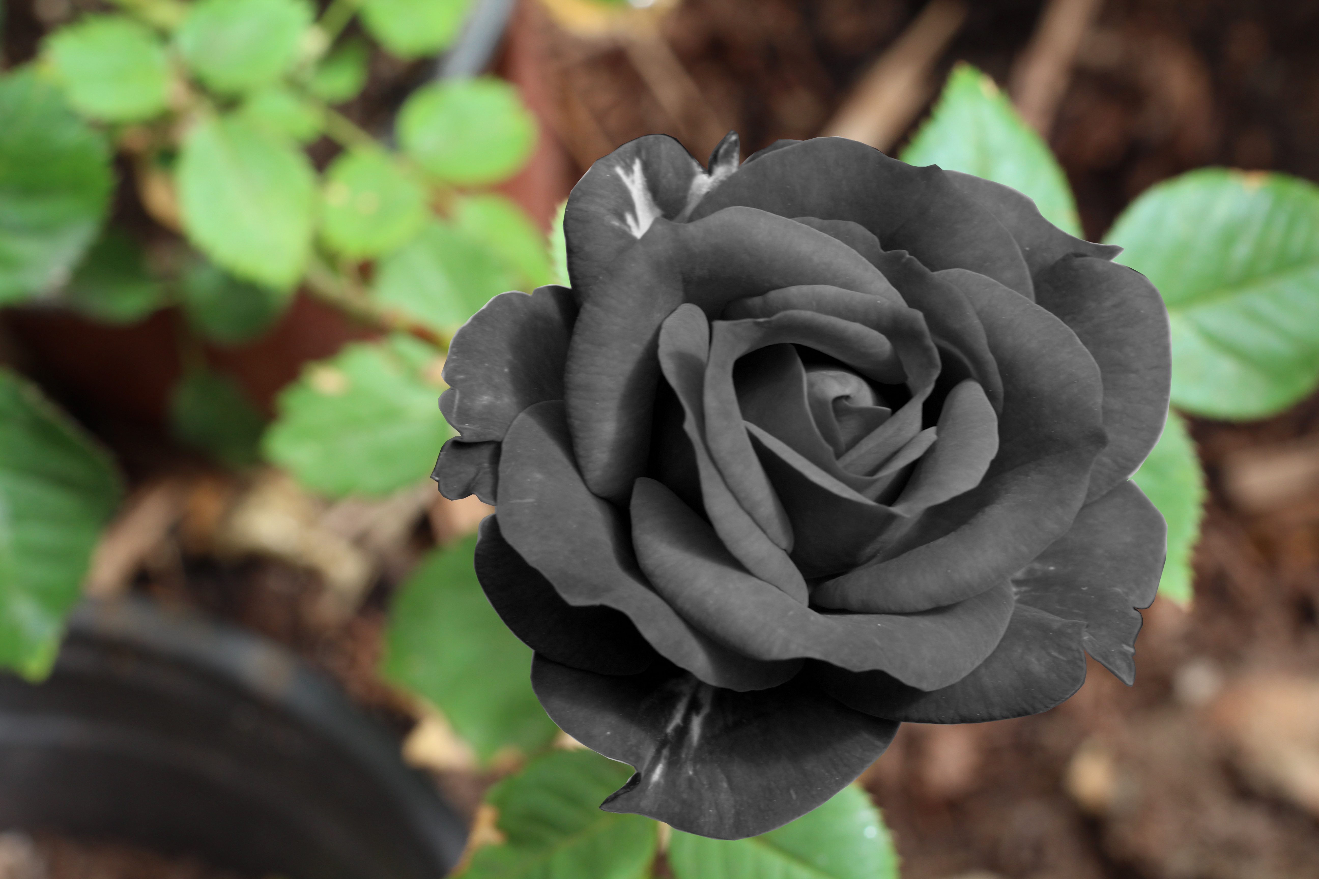 151458 Bild herunterladen black rose, blumen, blume, knospe, bud, schwarze rose - Hintergrundbilder und Bildschirmschoner kostenlos